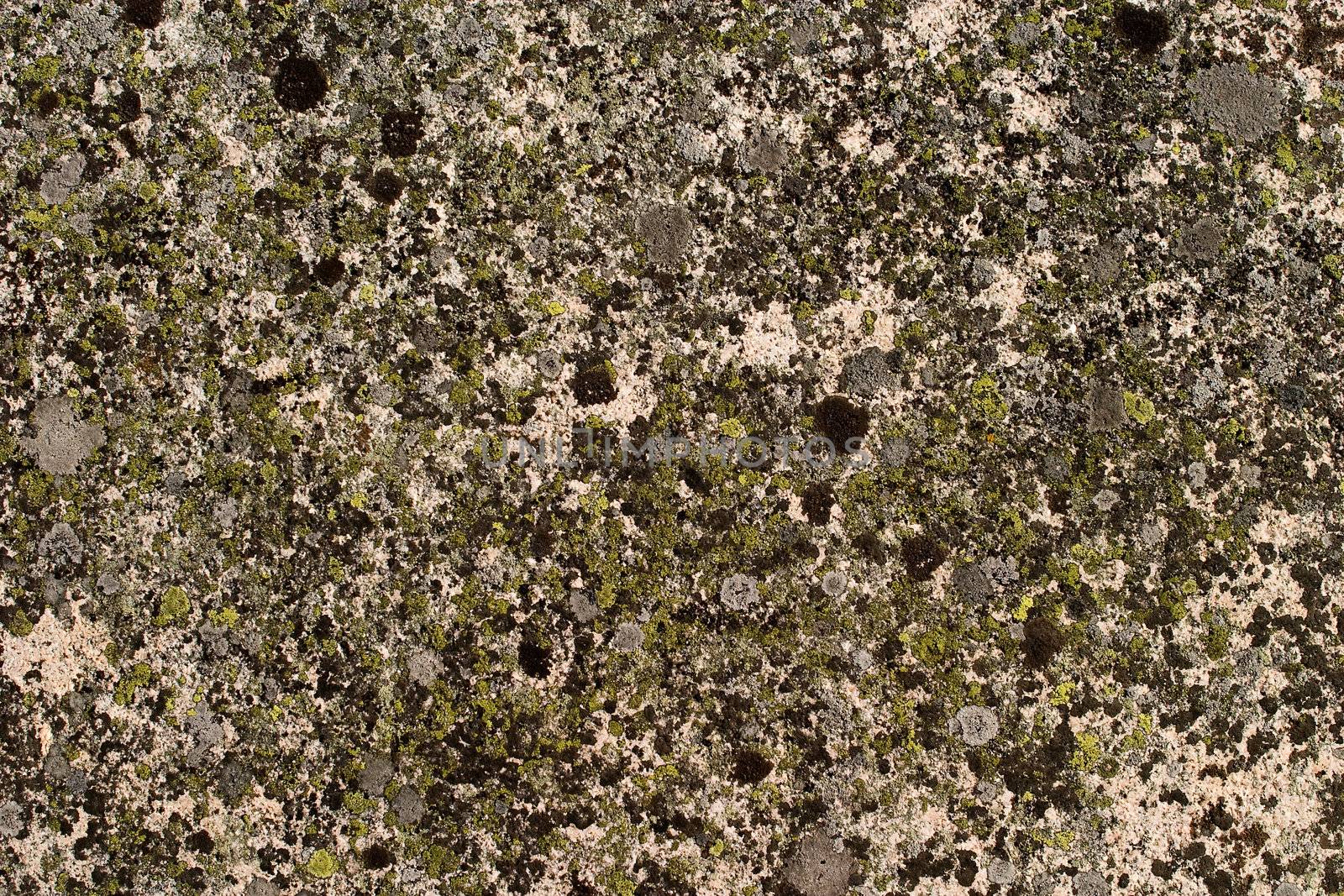 A background rock moss texture