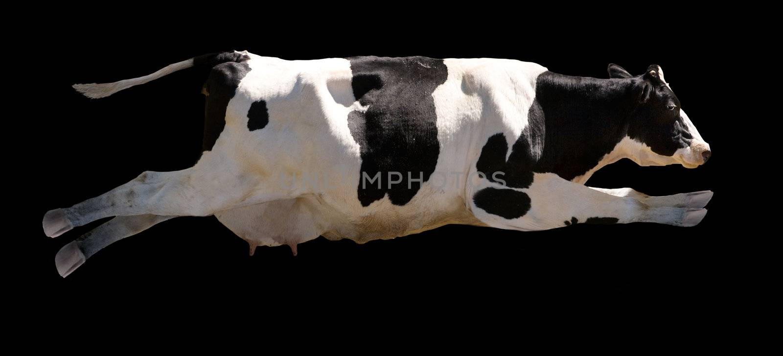 A flying cow isolated on black