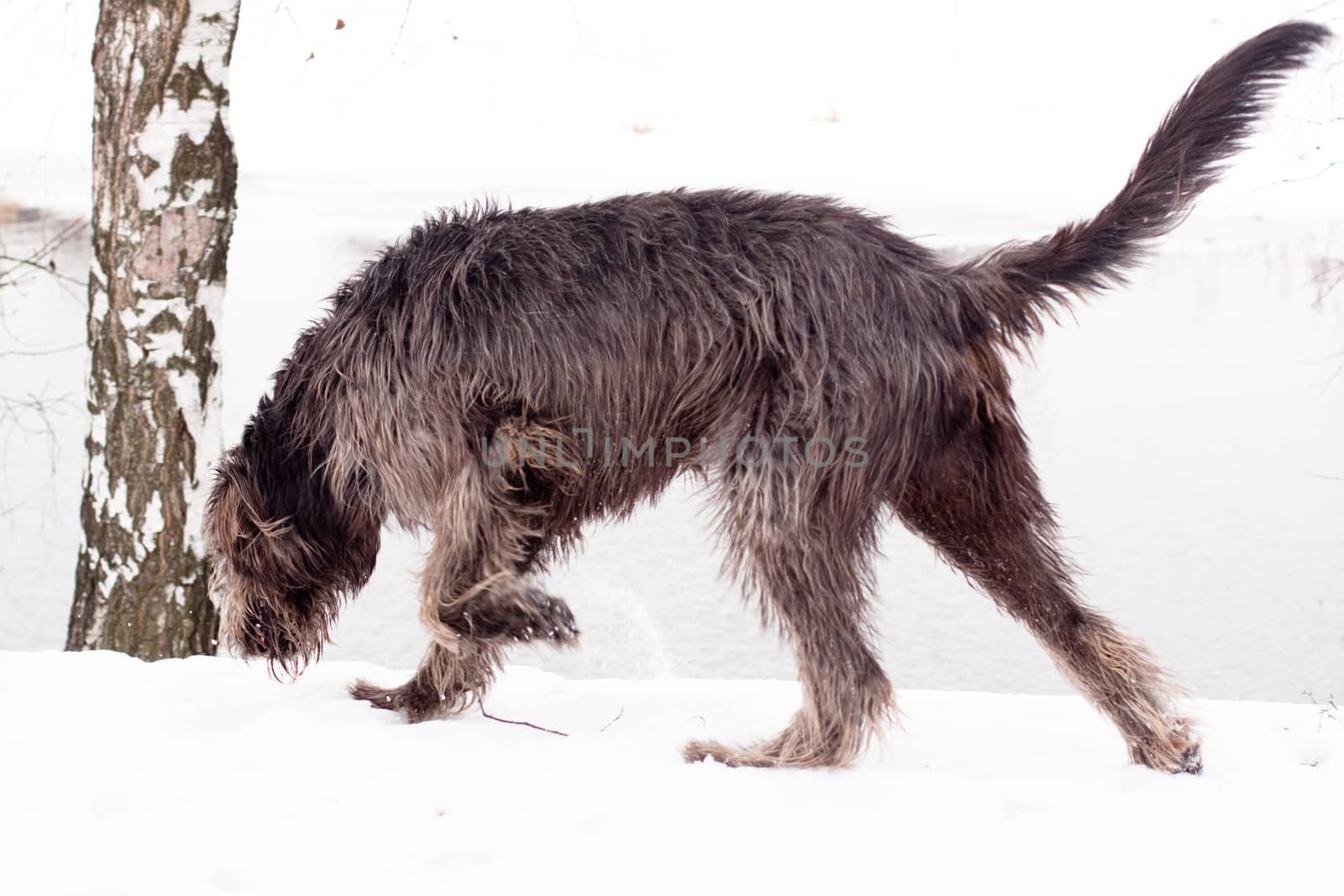 irish wolfhound on the snow field
