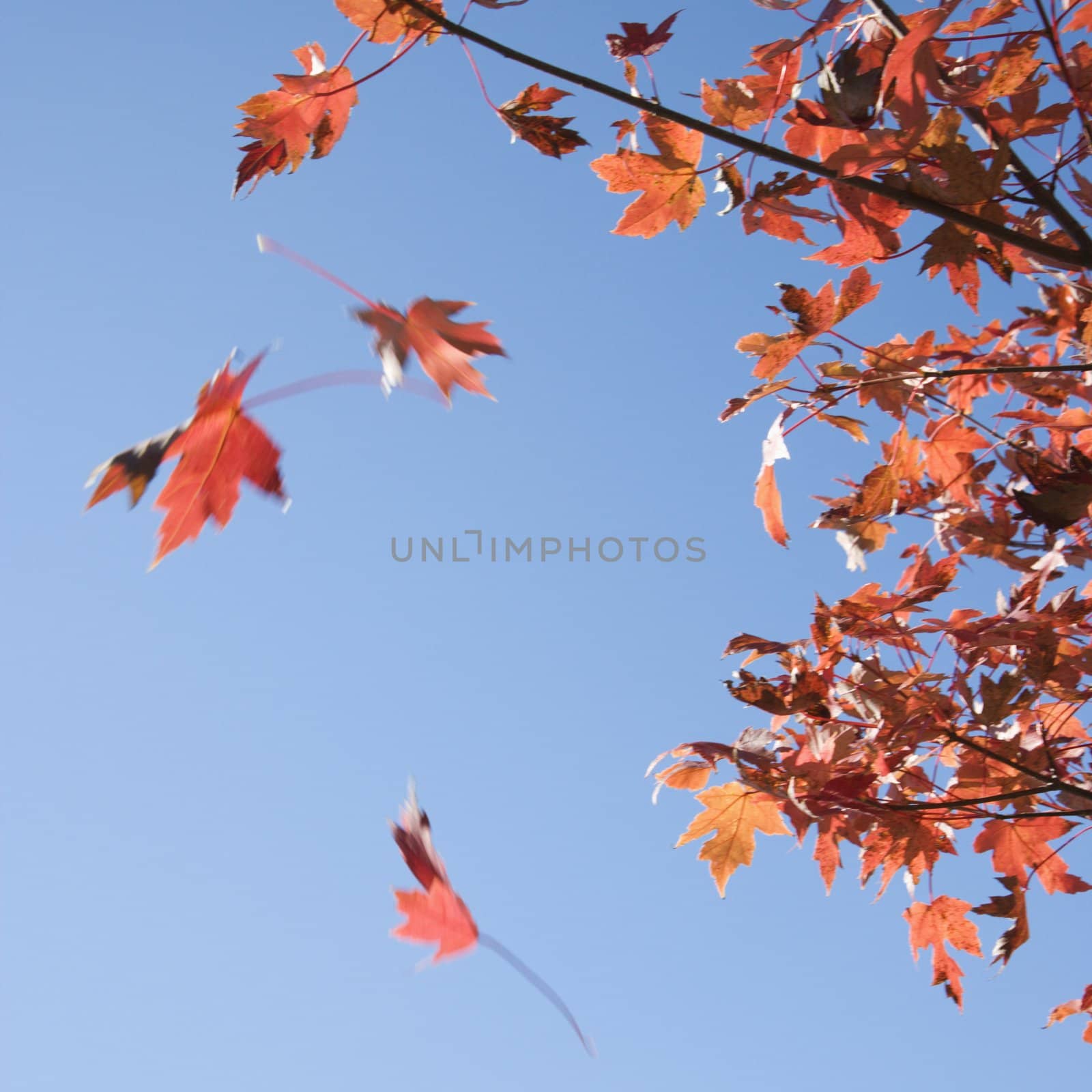 Red autumn maple leaves falling from tree with blue sky as background.