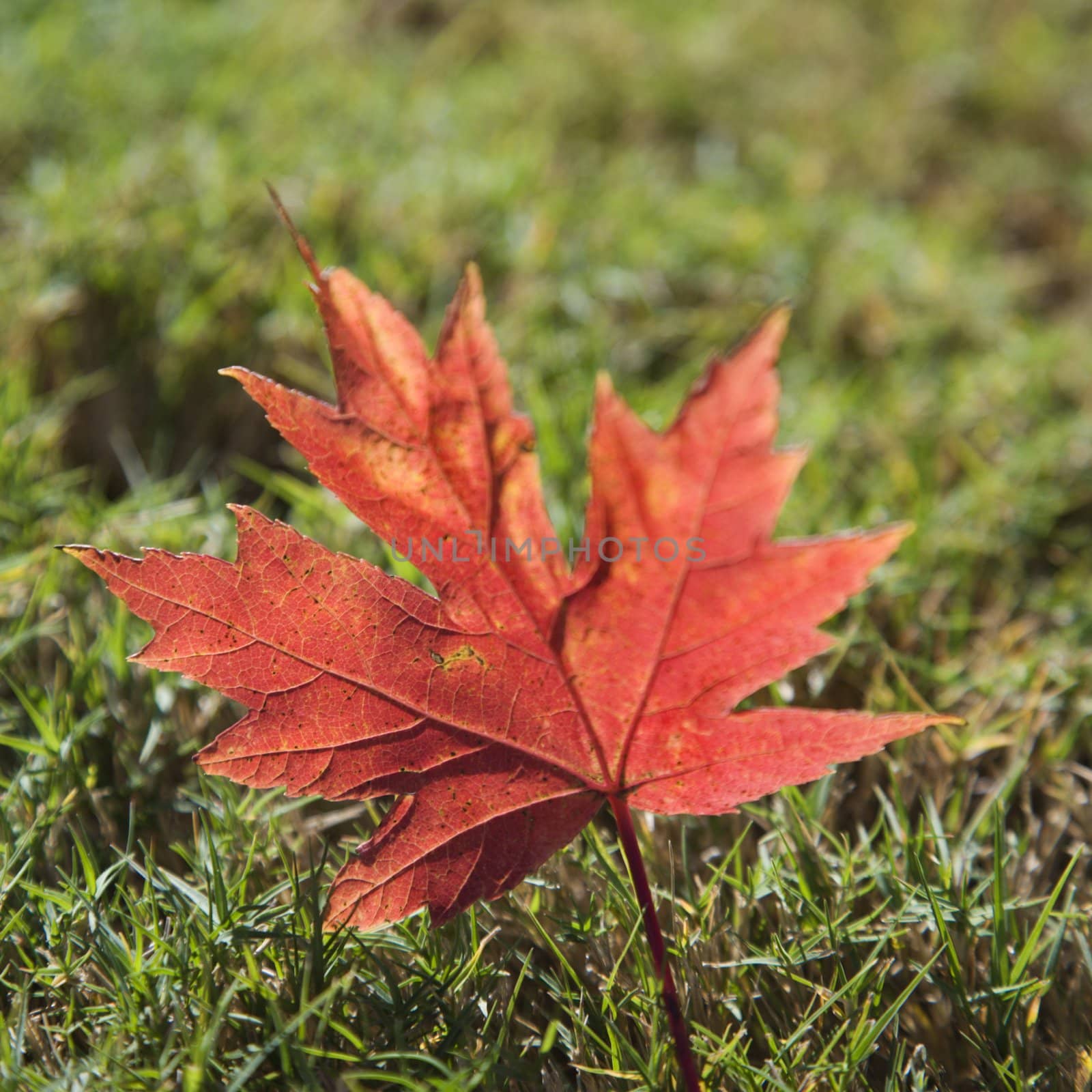 Red autumn maple leaf. by iofoto