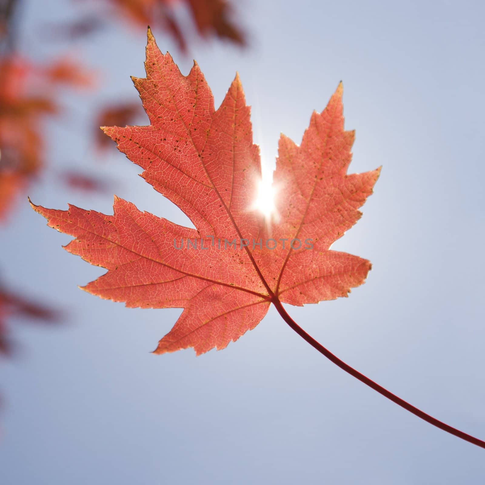 Red maple leaf. by iofoto
