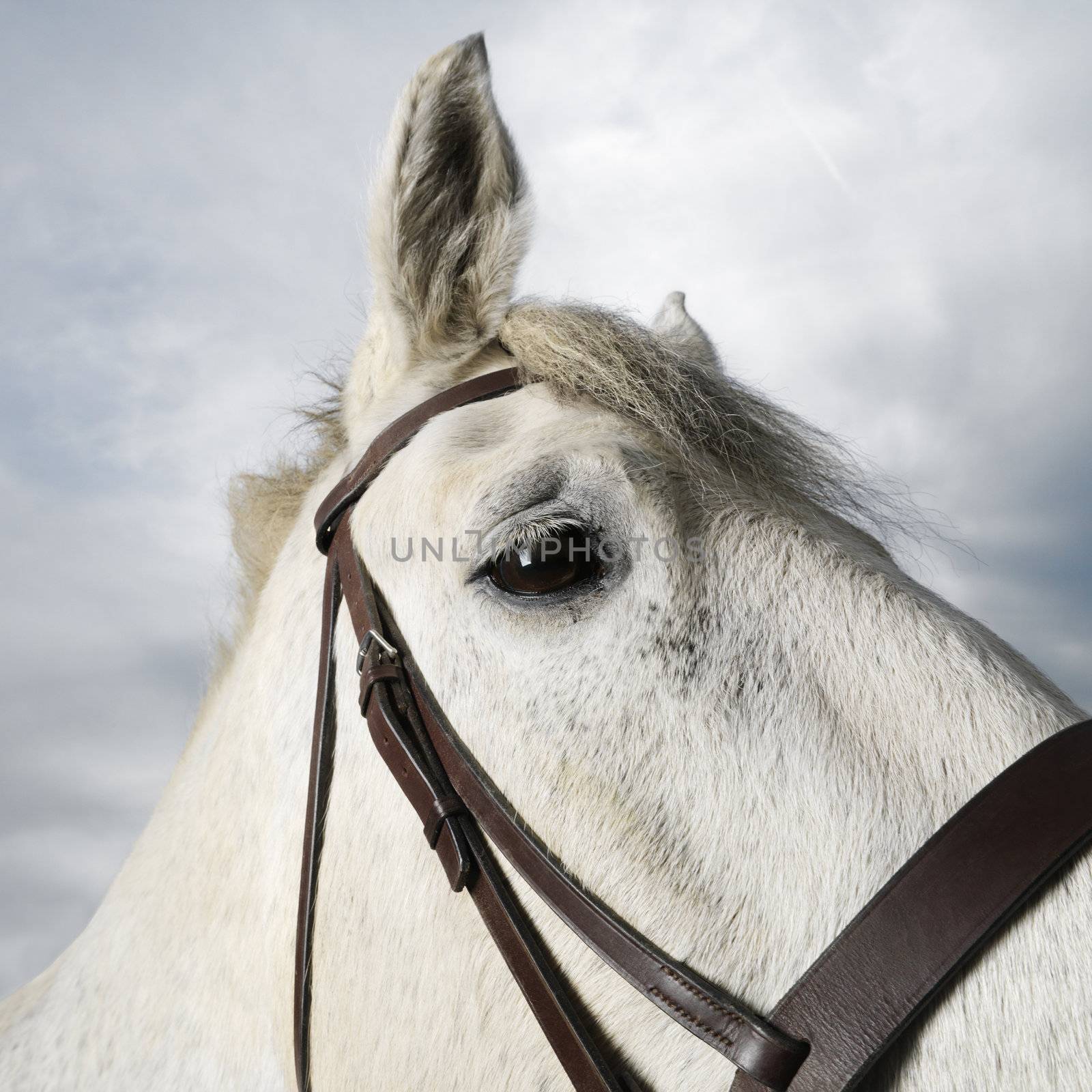 Close-up portrait of white flea-bitten horse wearing bridle.