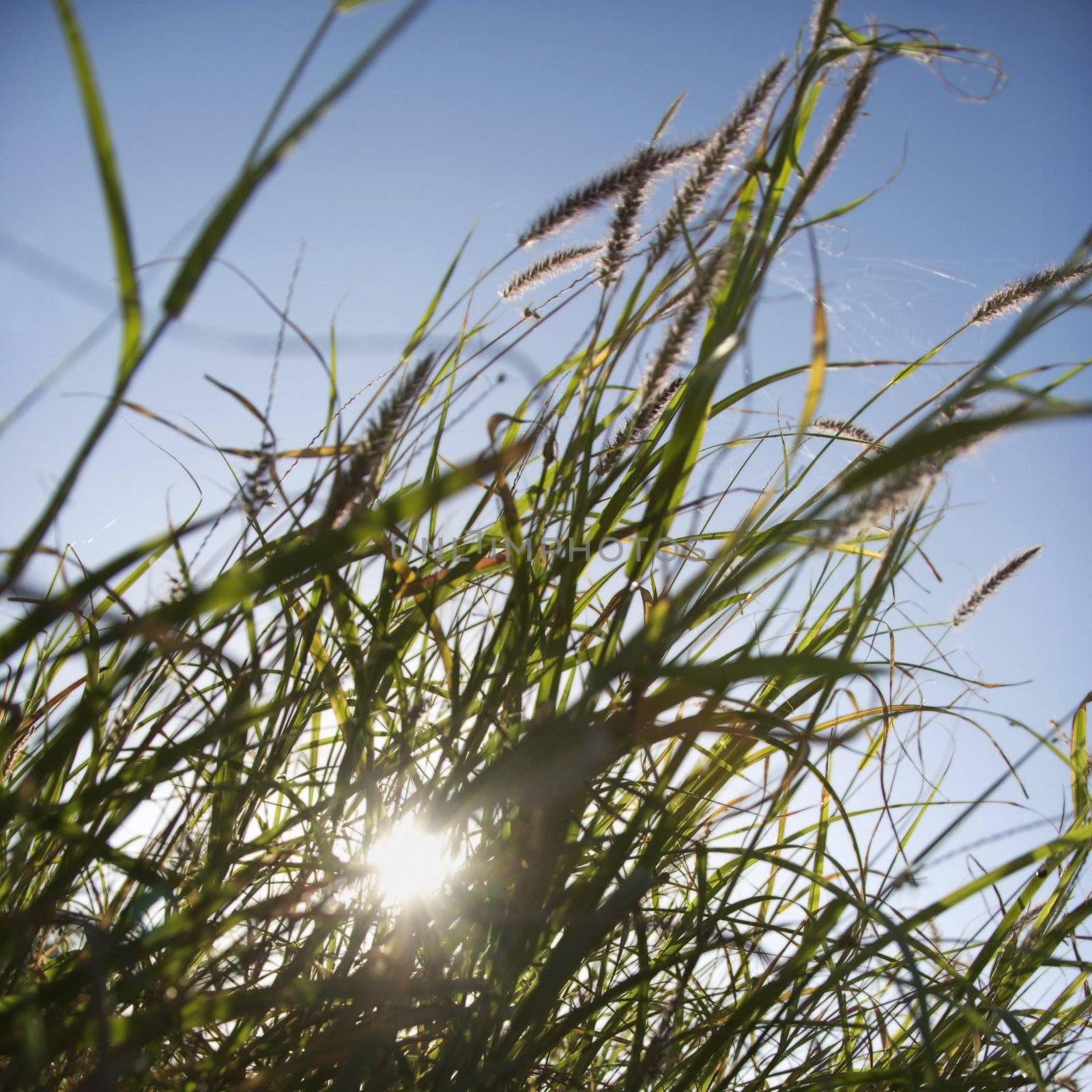 Sea oats. by iofoto