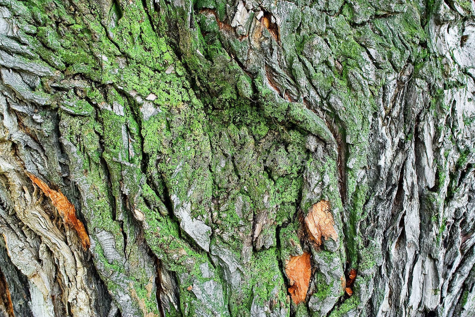 A tree near water. The green lichen growing on the tree crust.