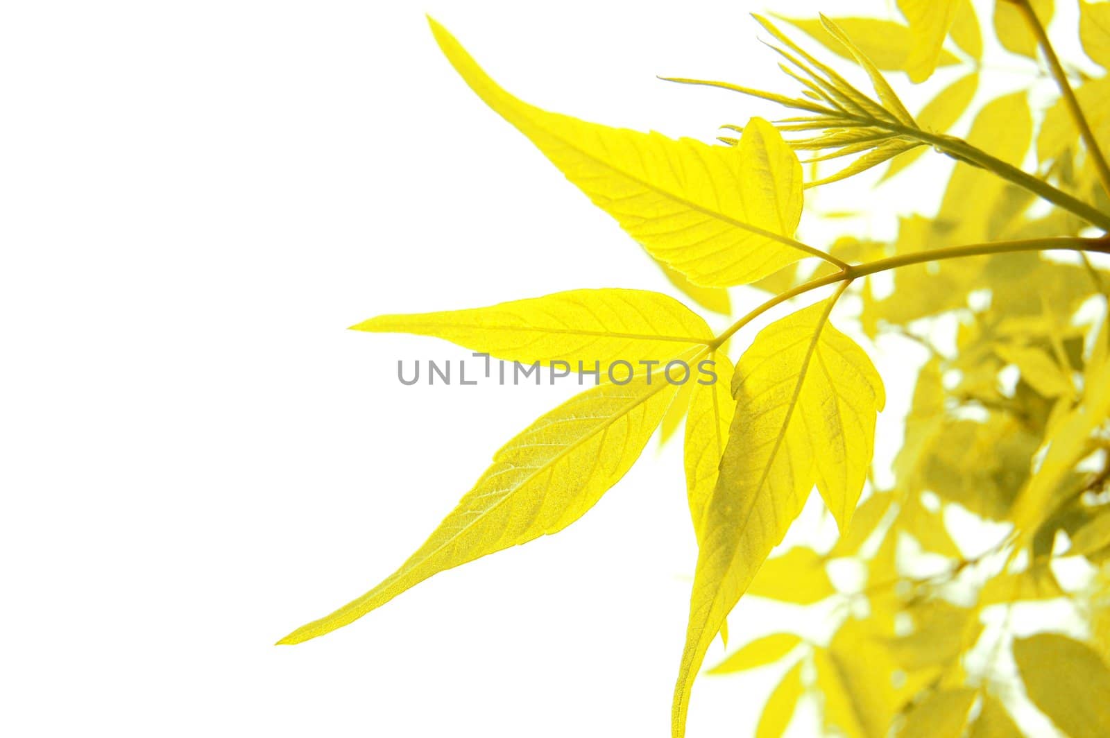 yellow autumn leaves isolated on white