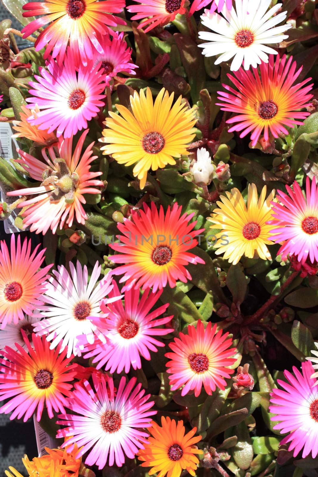 Delosperma cooperi trailing iceplant by studioportosabbia