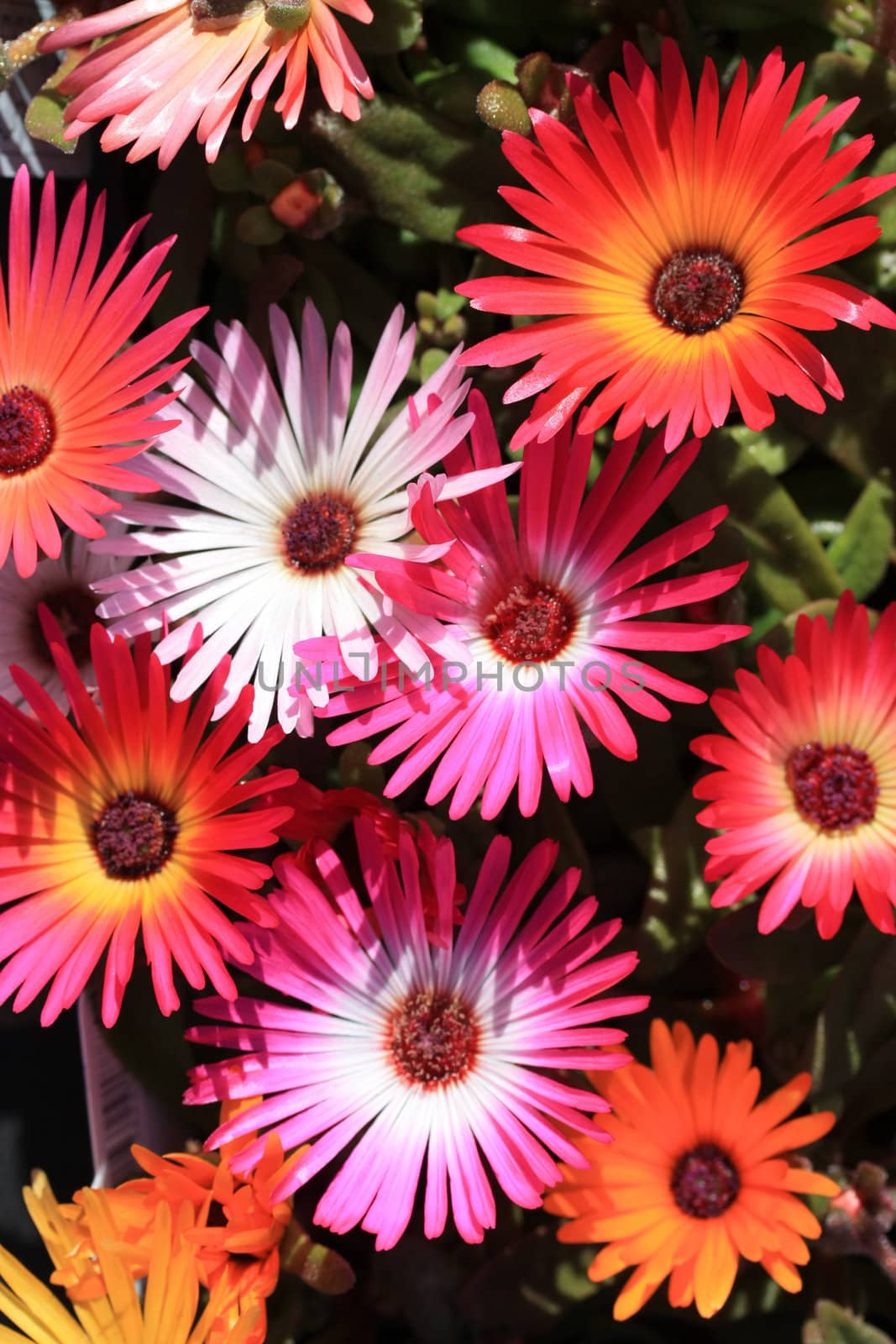 iceplant, Delosperma cooperi, pink carpet,  by studioportosabbia