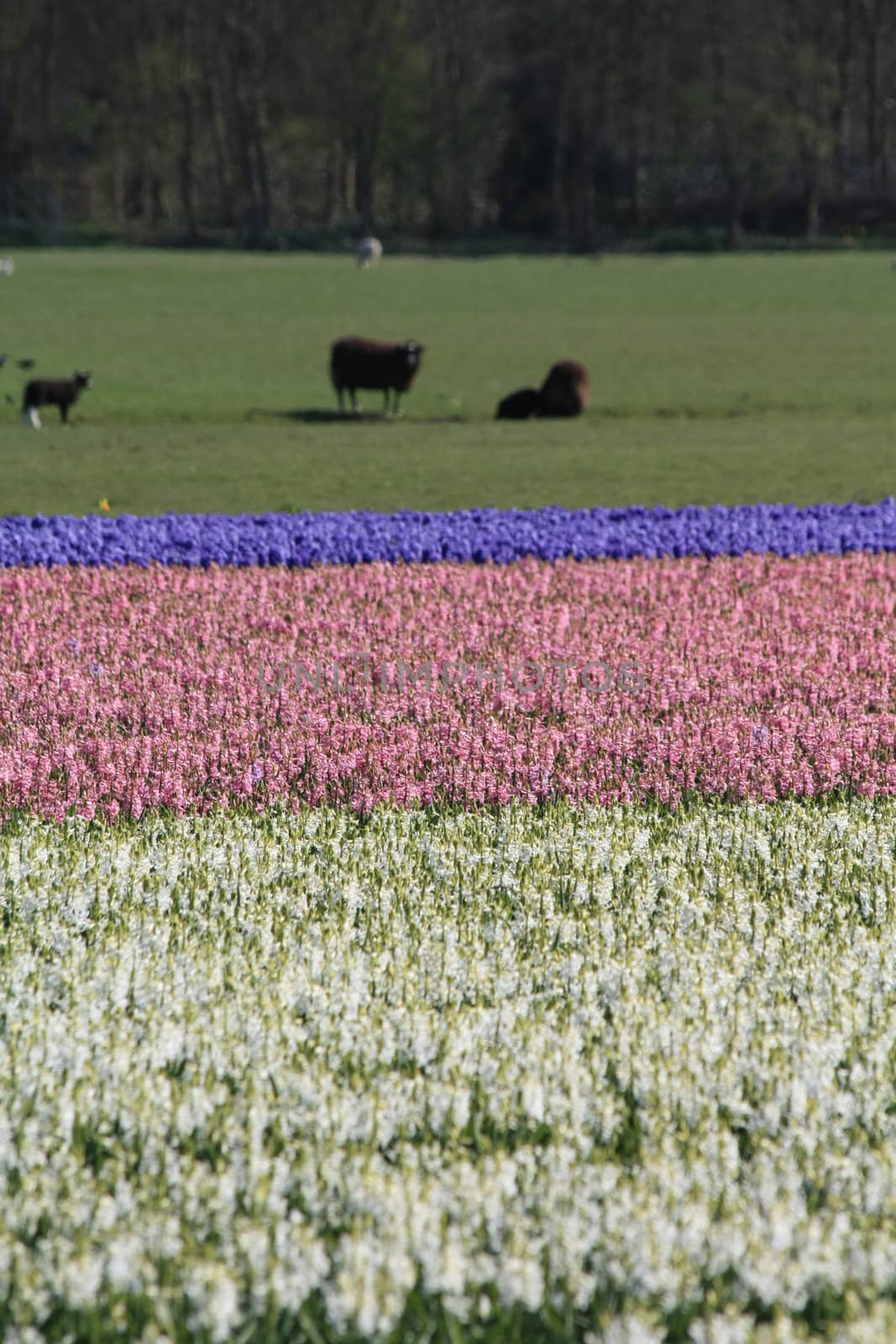 Purple, pink and white hyacints in the field, cows in the background