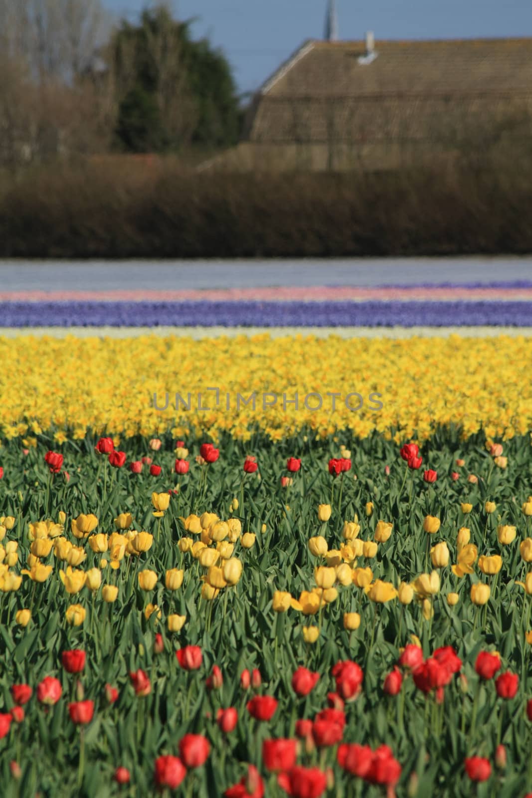 Dutch Floral industry Tulip fields by studioportosabbia