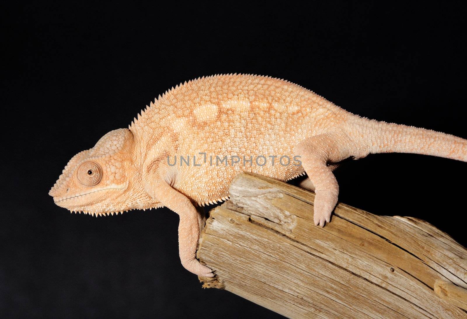 Nice colorful female chameleon lizard