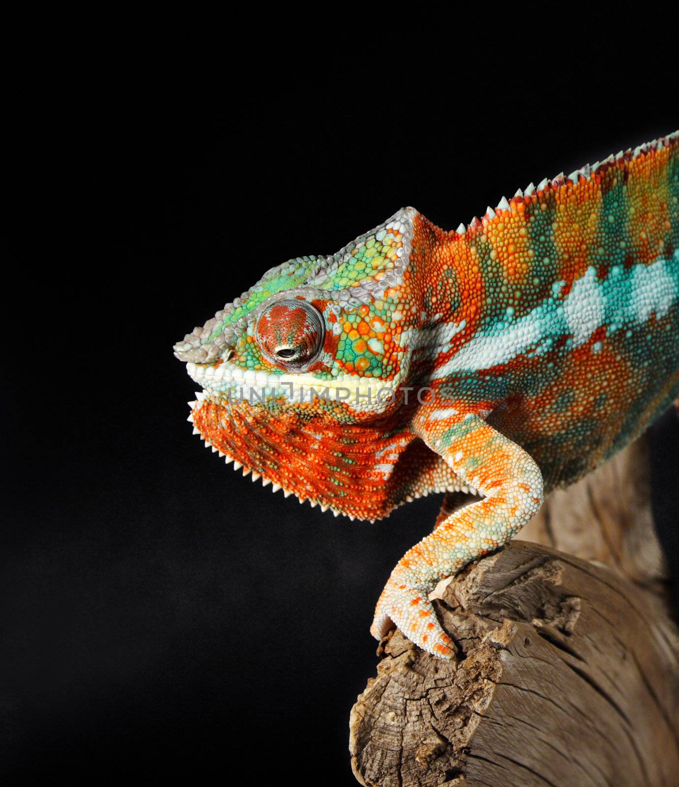 colorful panthera chamelon lizard, black background