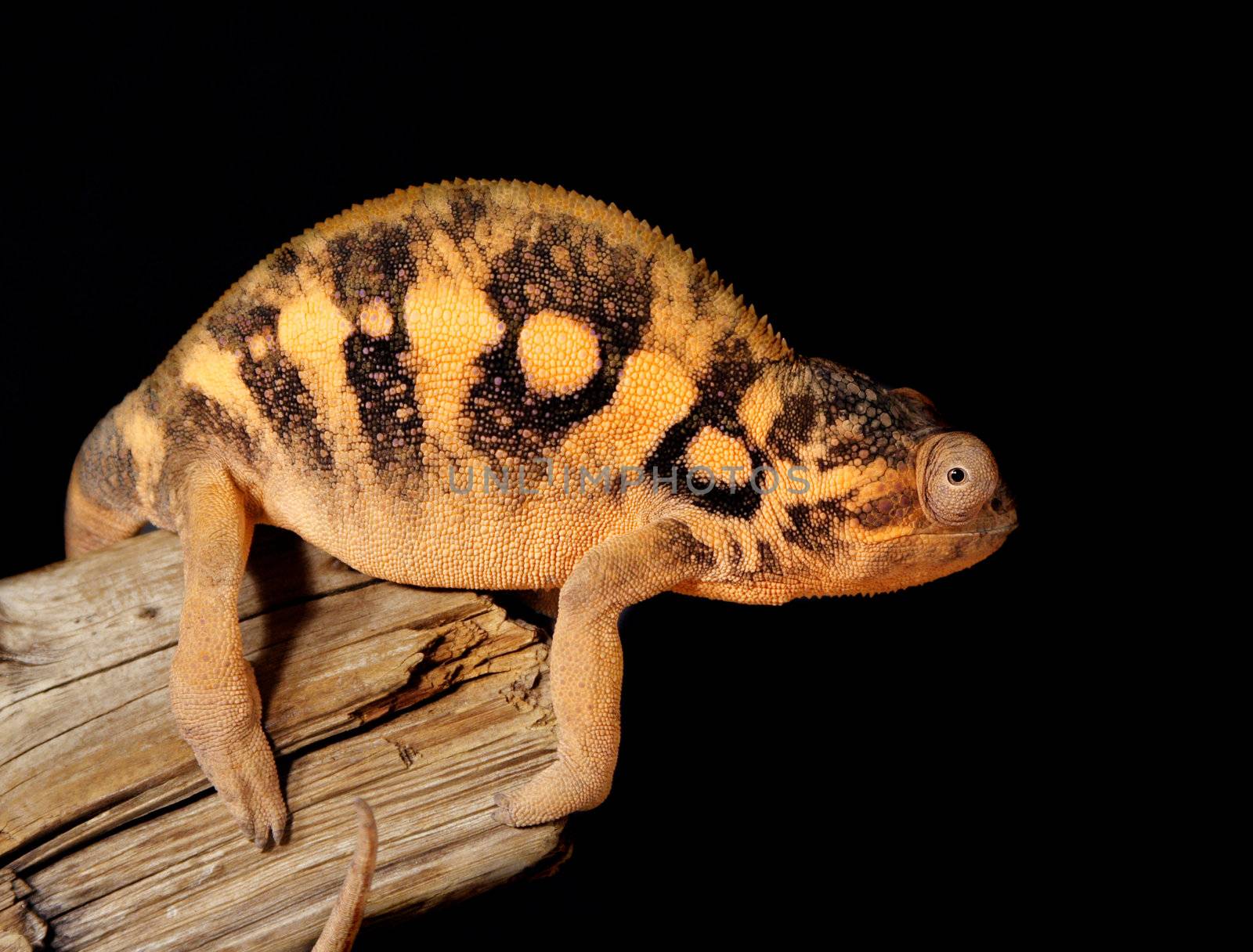 Nice colorful female chameleon lizard