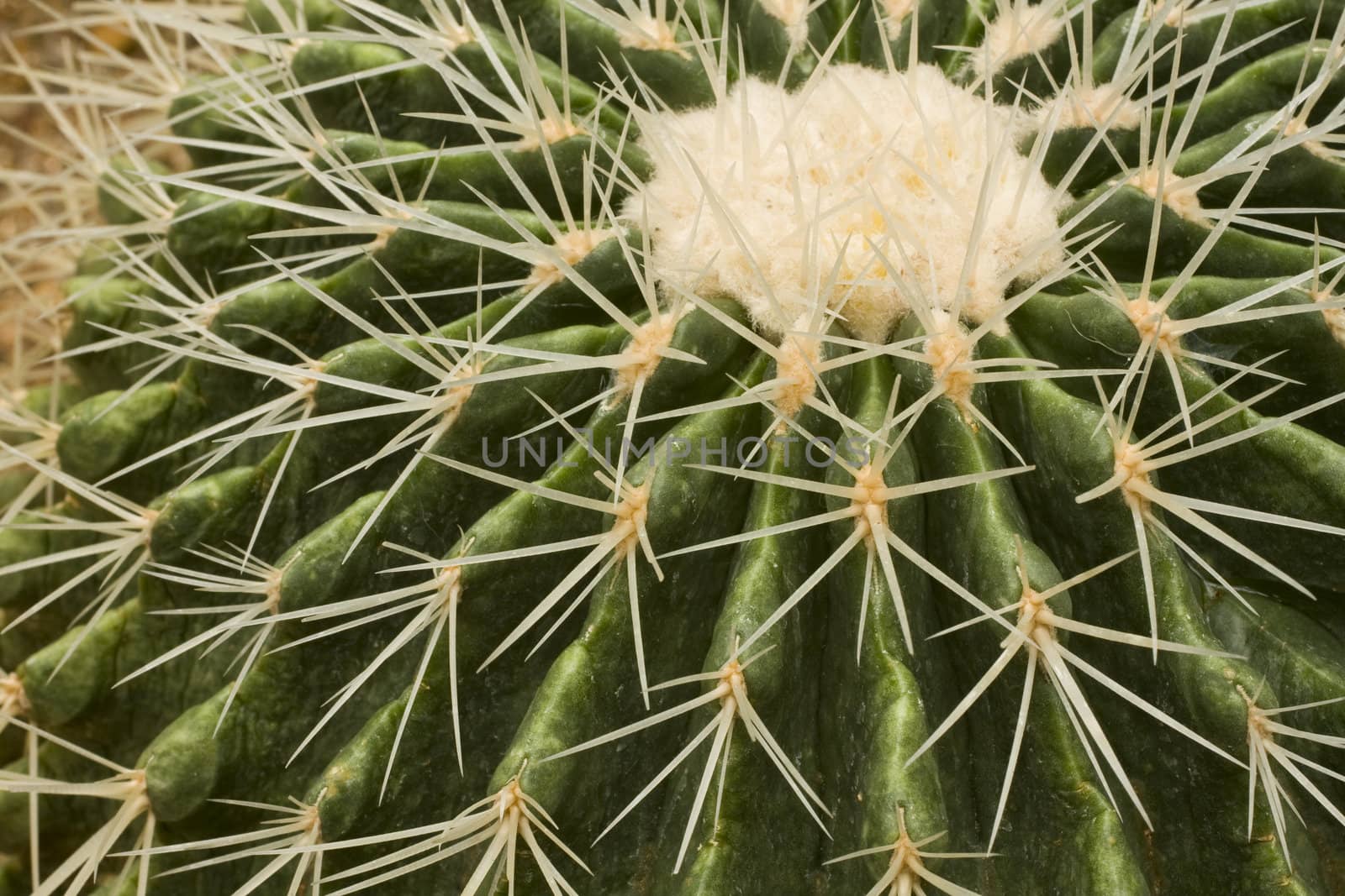 it is a close shot of cactus in the garden