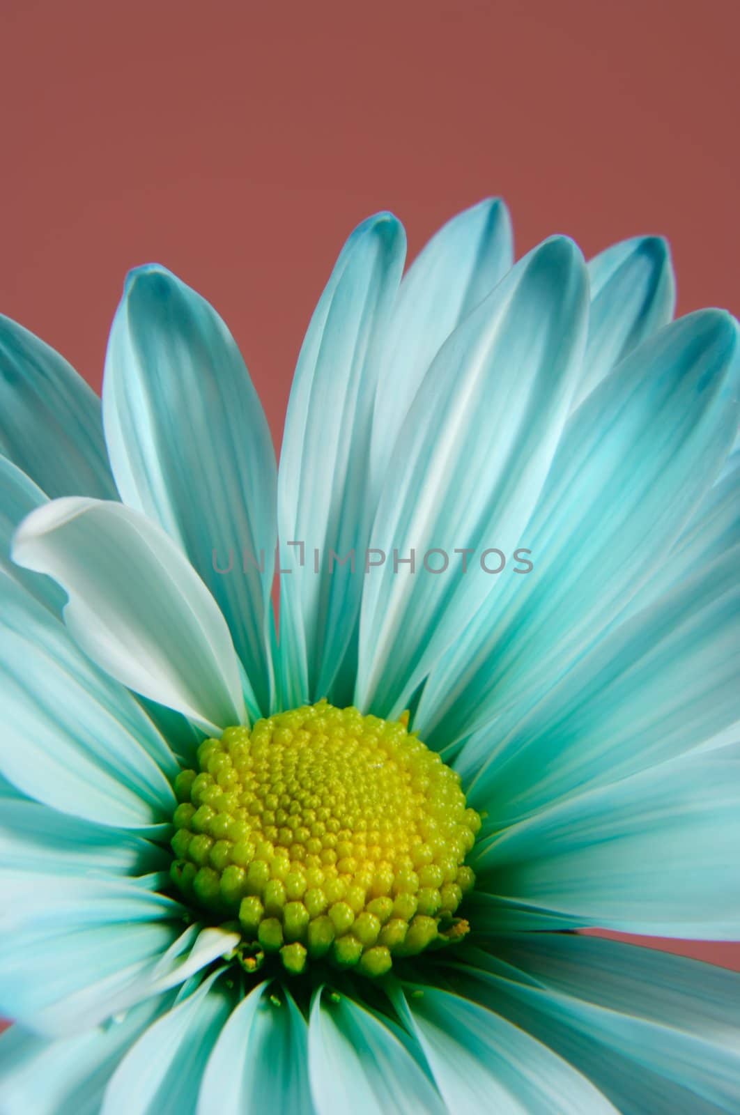 closeup on blue daisy