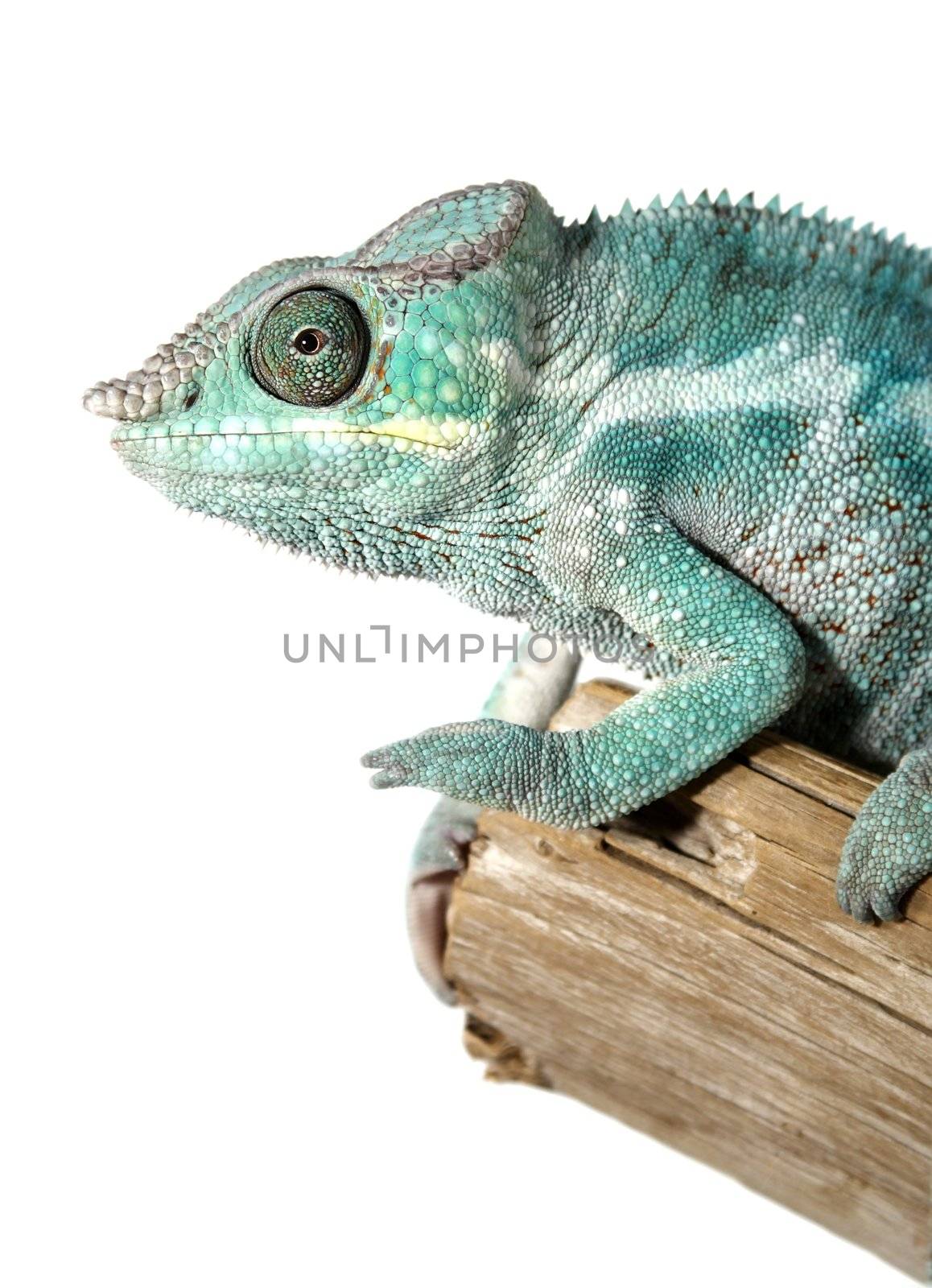 Nice colorful male chameleon lizard