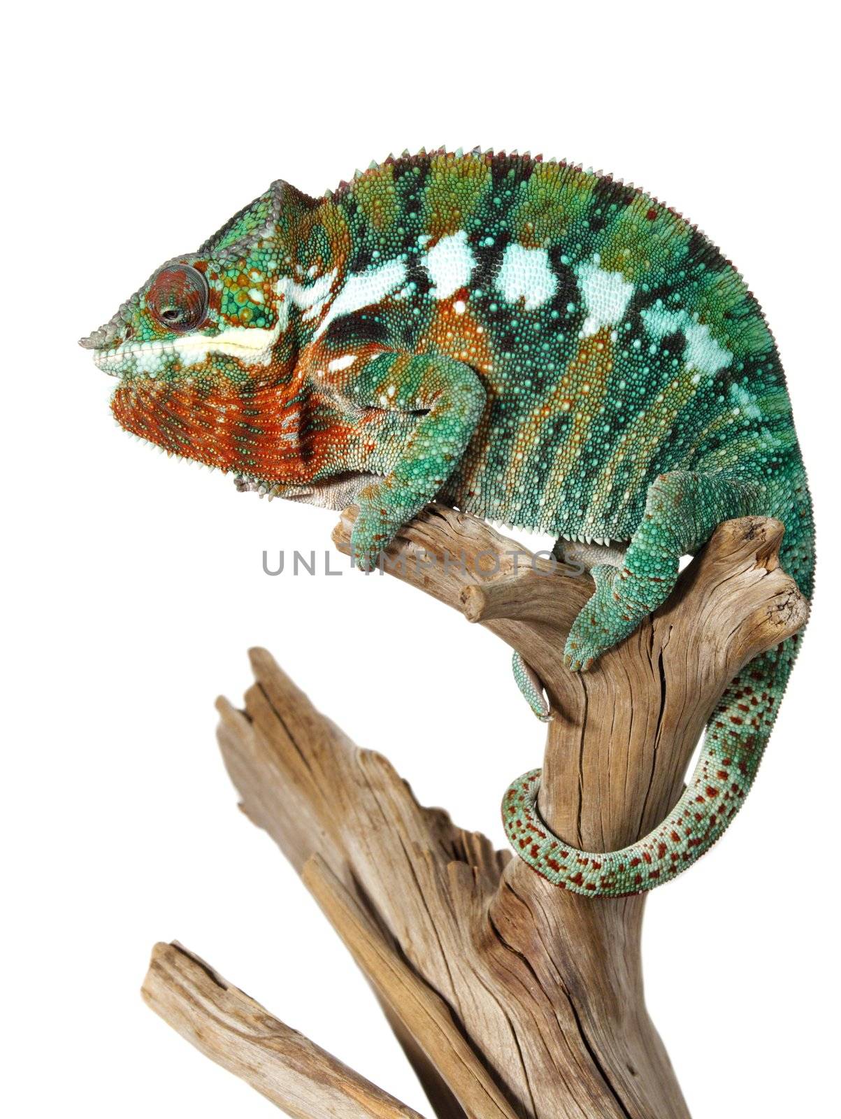 colorful male panthera chameleon lizard