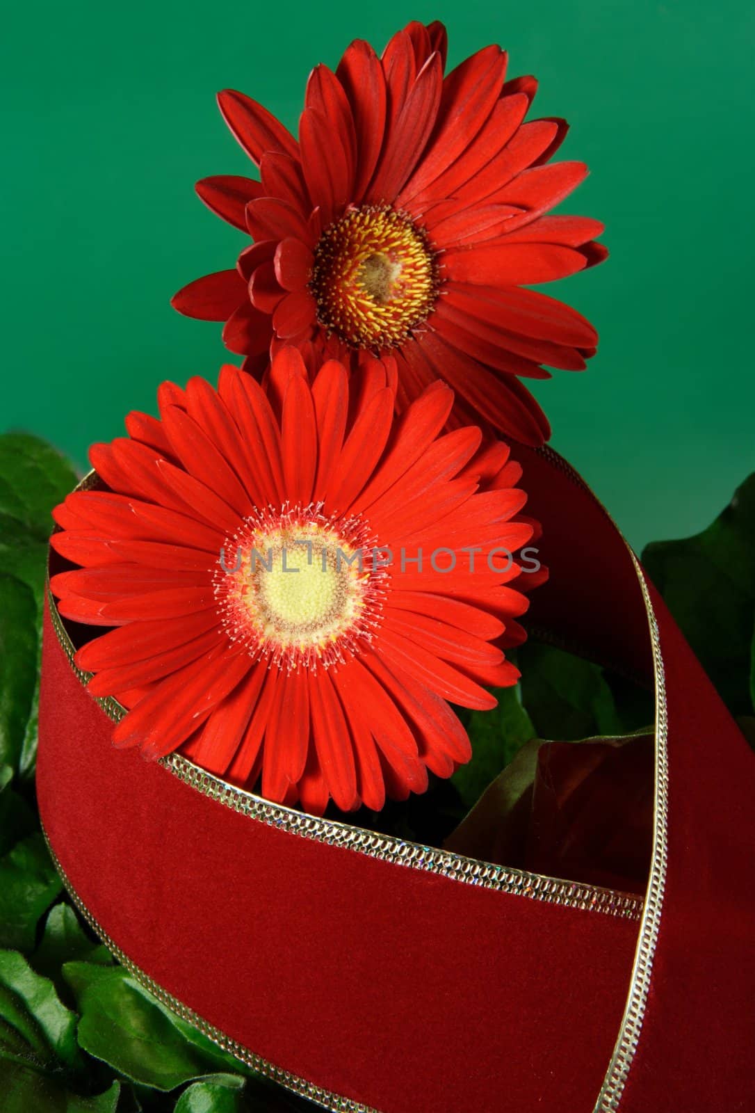 red gerbera and ribbon on green background