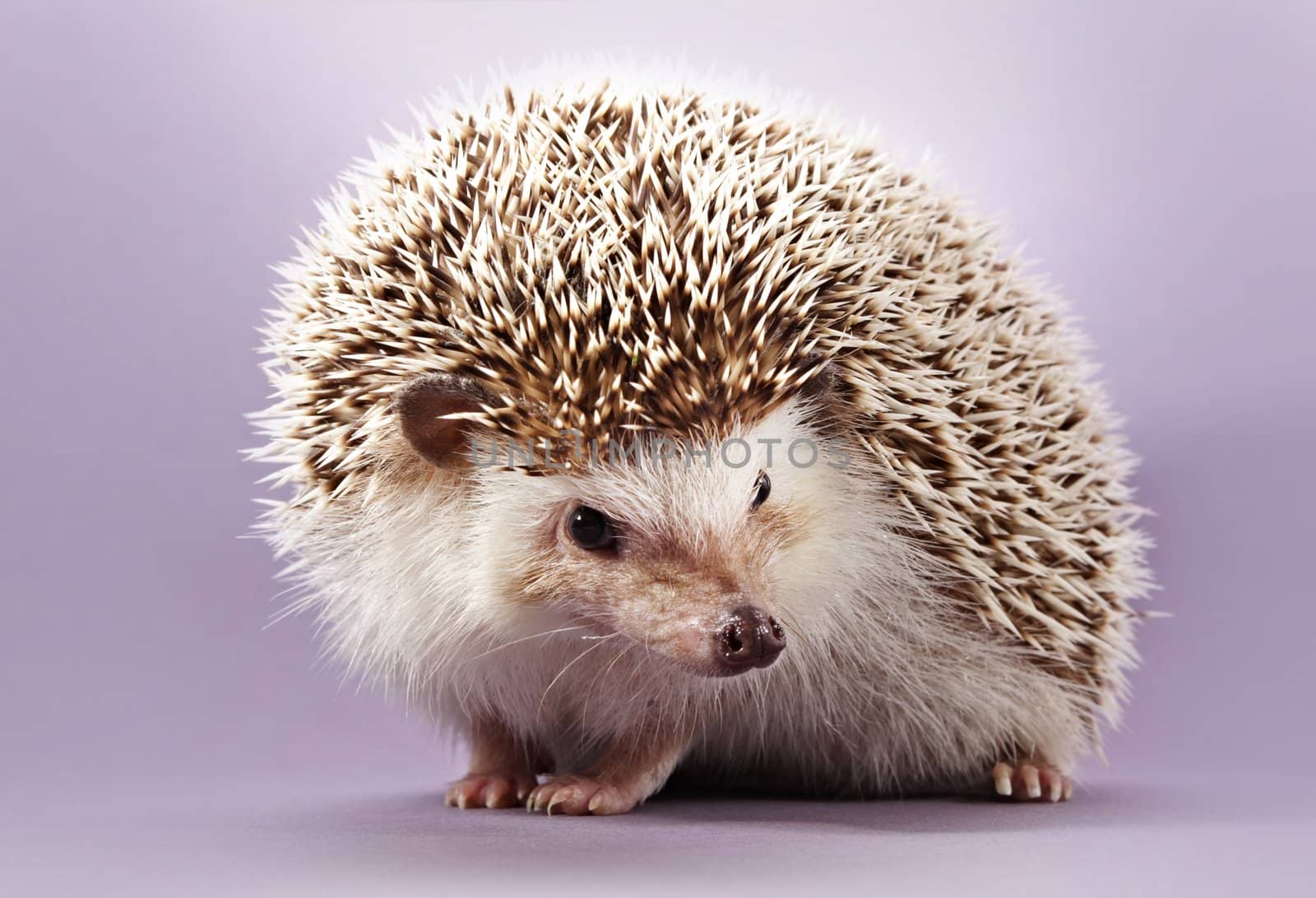 cute little hedgehog, purple background