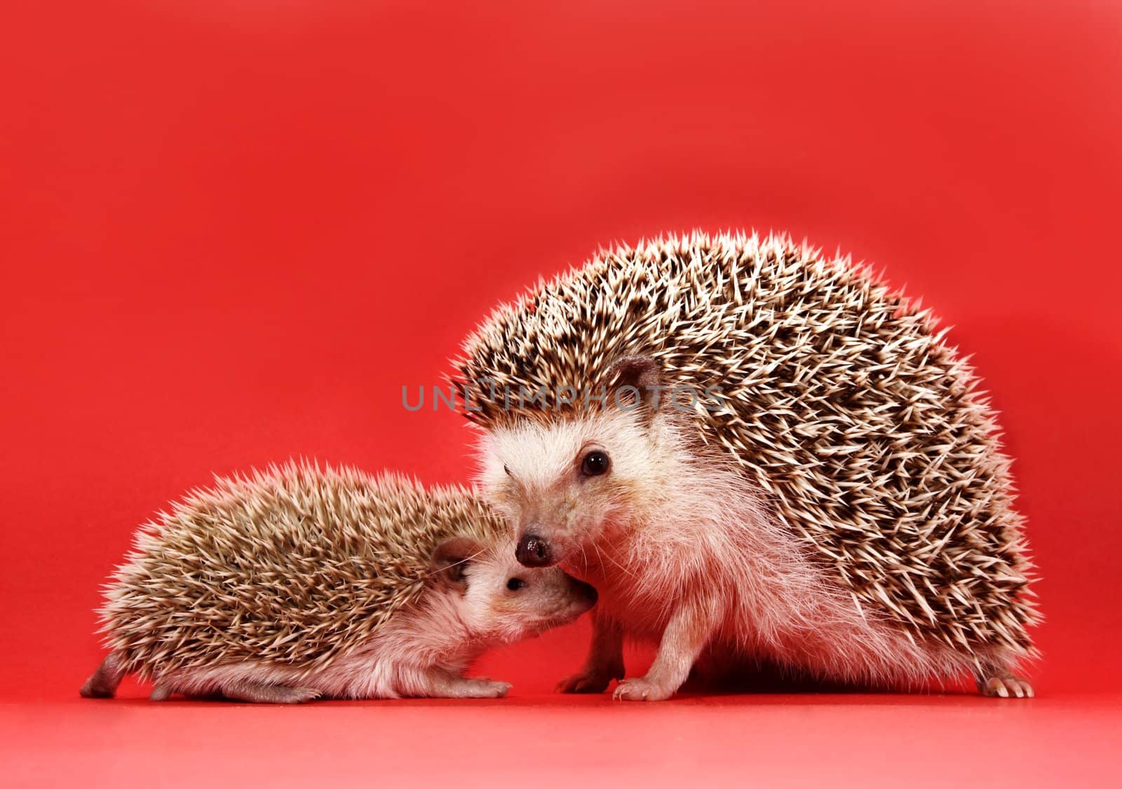 mother and baby hedgehog, red background