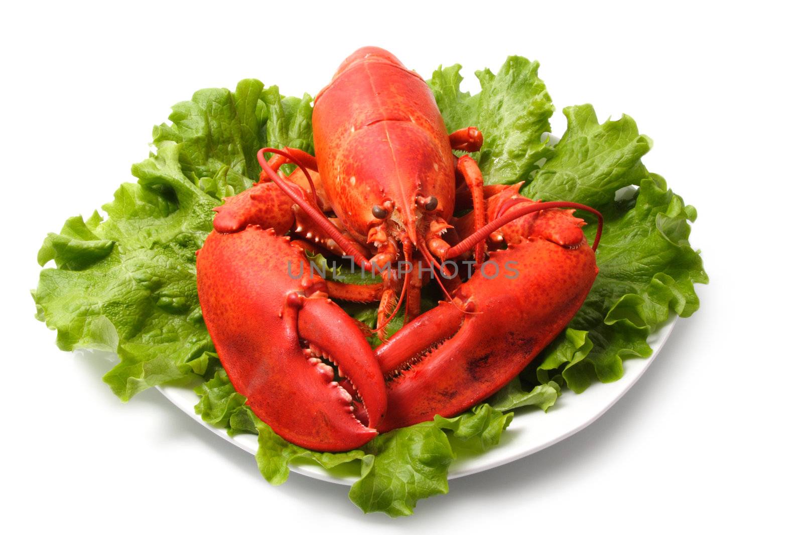cooked red lobster on lettuce