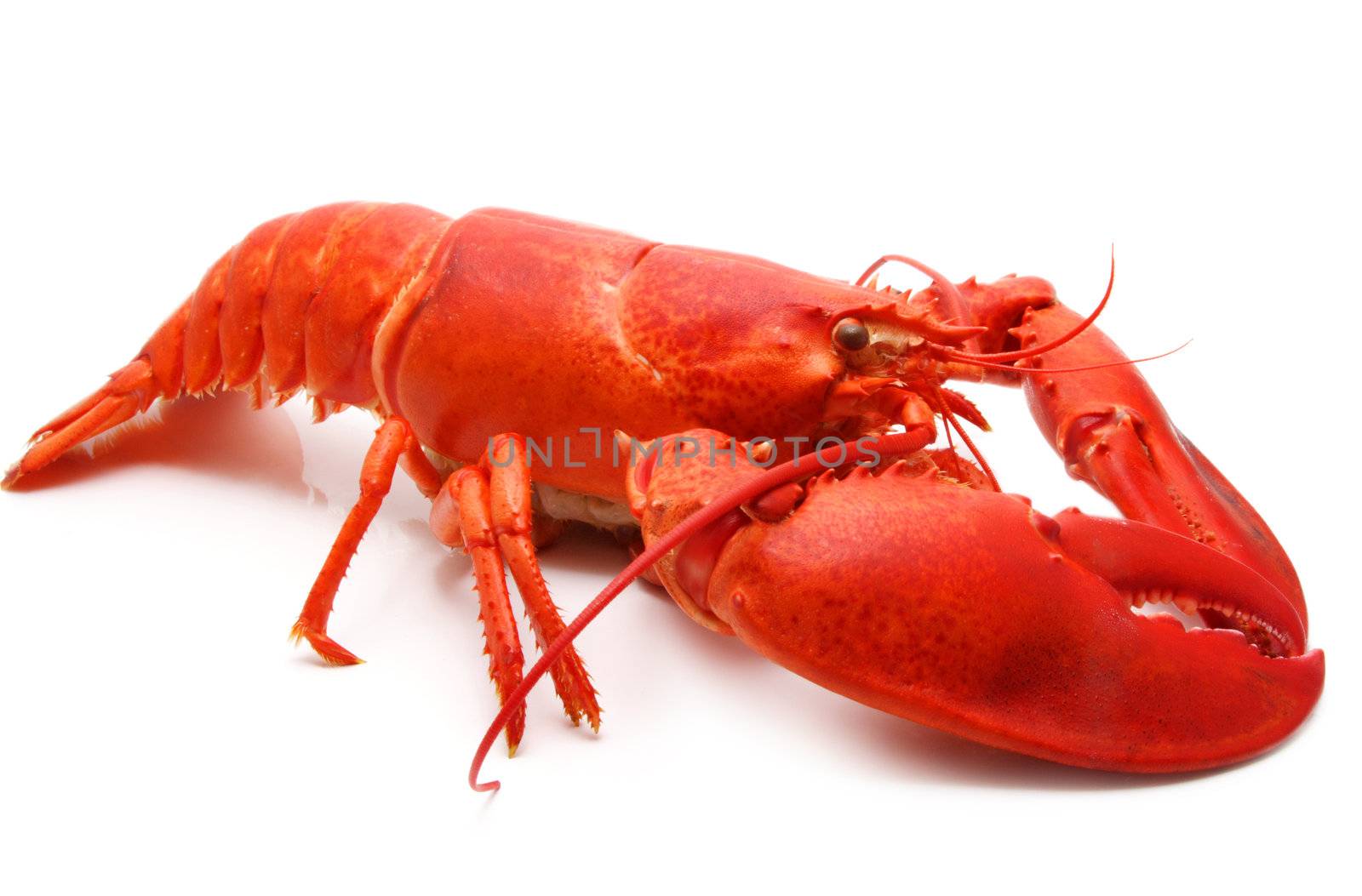 cooked red lobster isolated on white