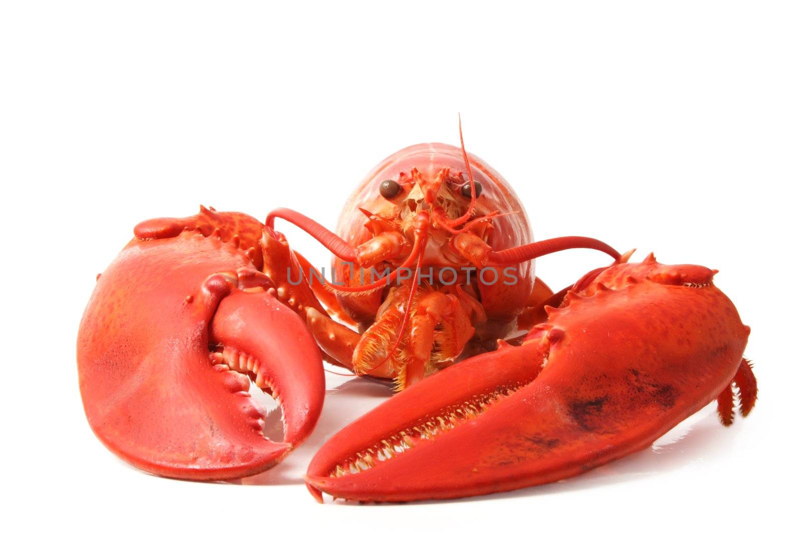 cooked red lobster isolated on white