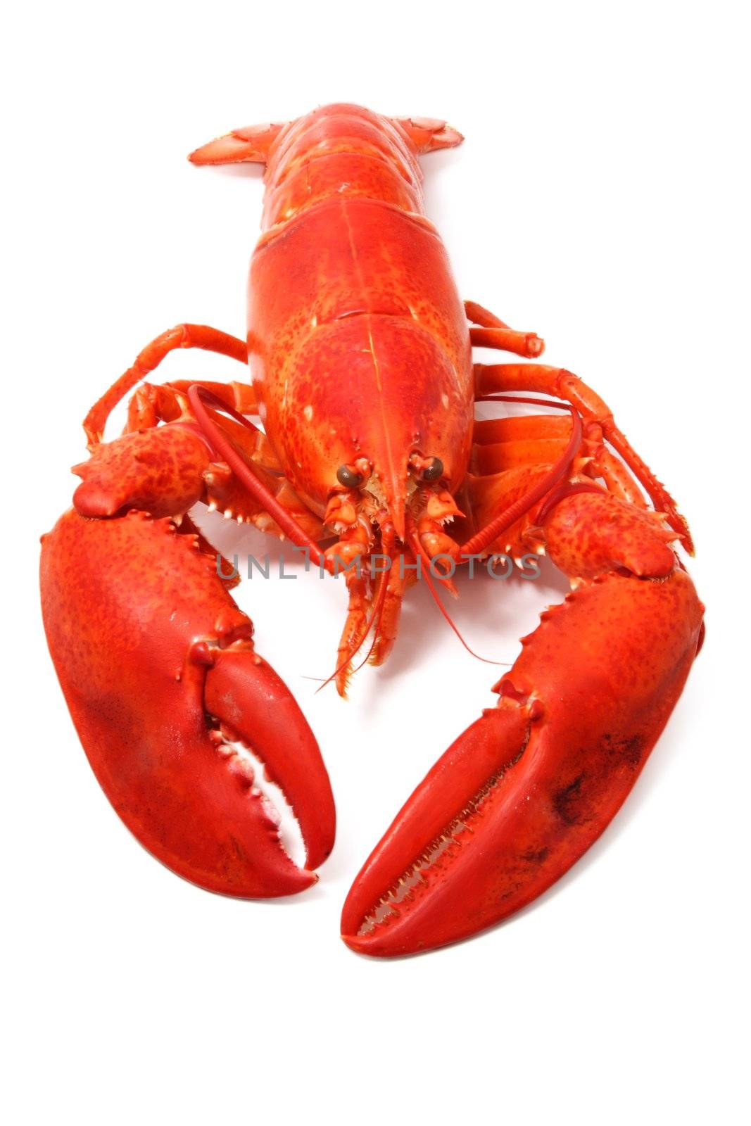 cooked red lobster isolated on white