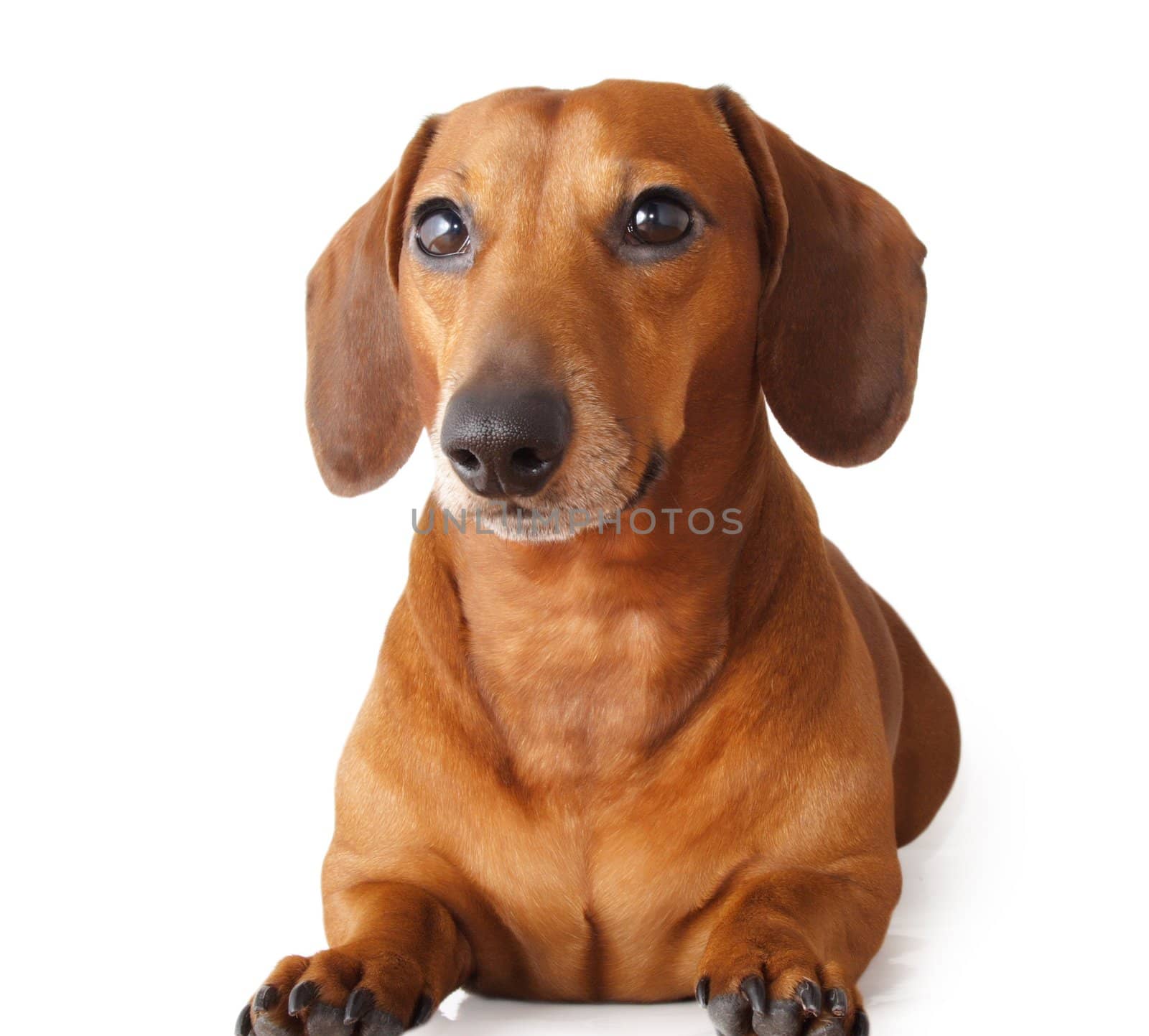 closeup on teckel dog isolated on white