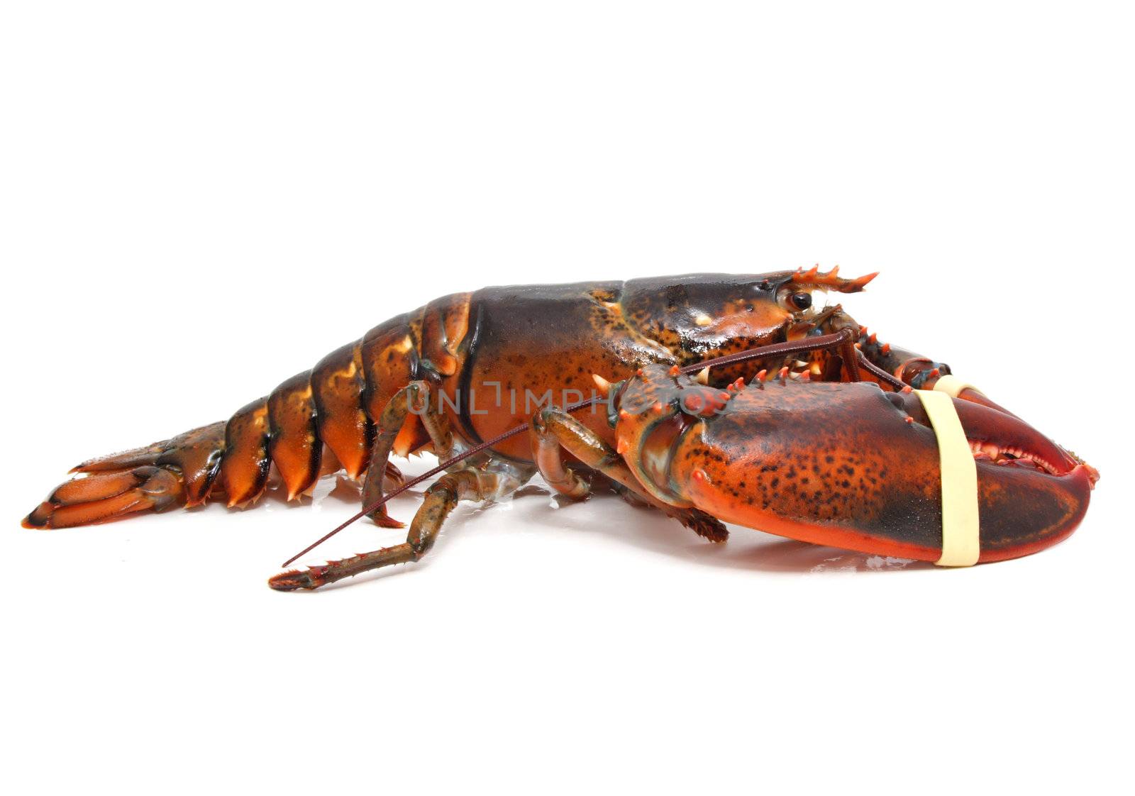 alive lobster 