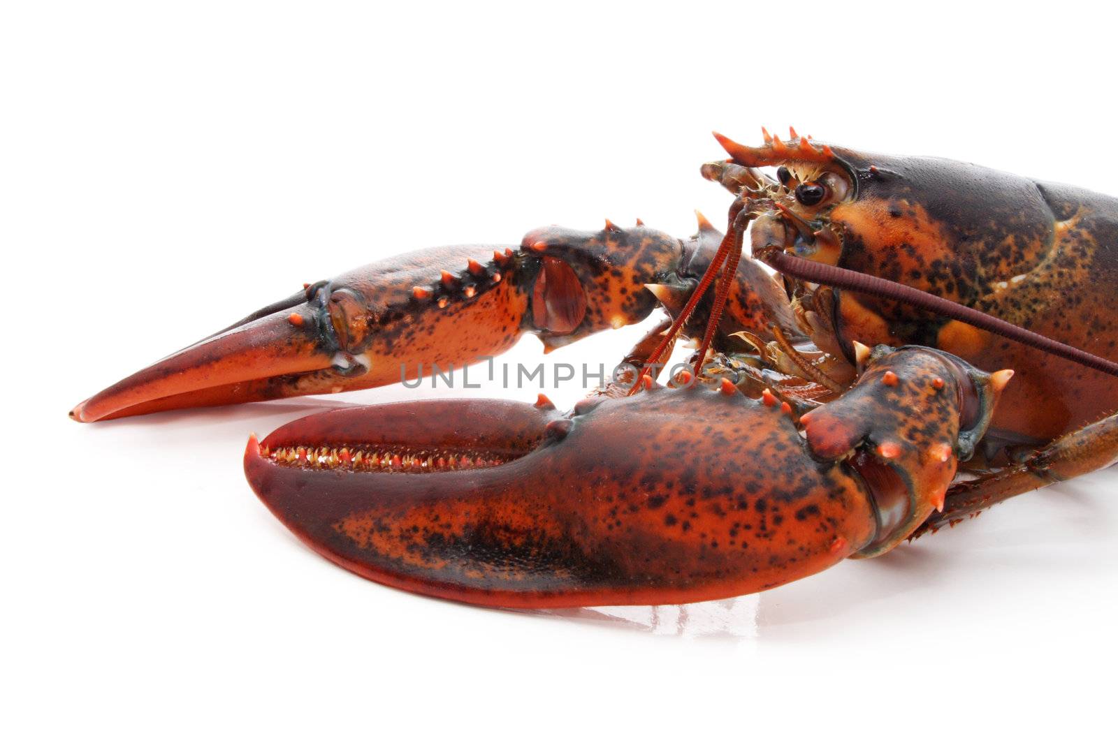 alive lobster 