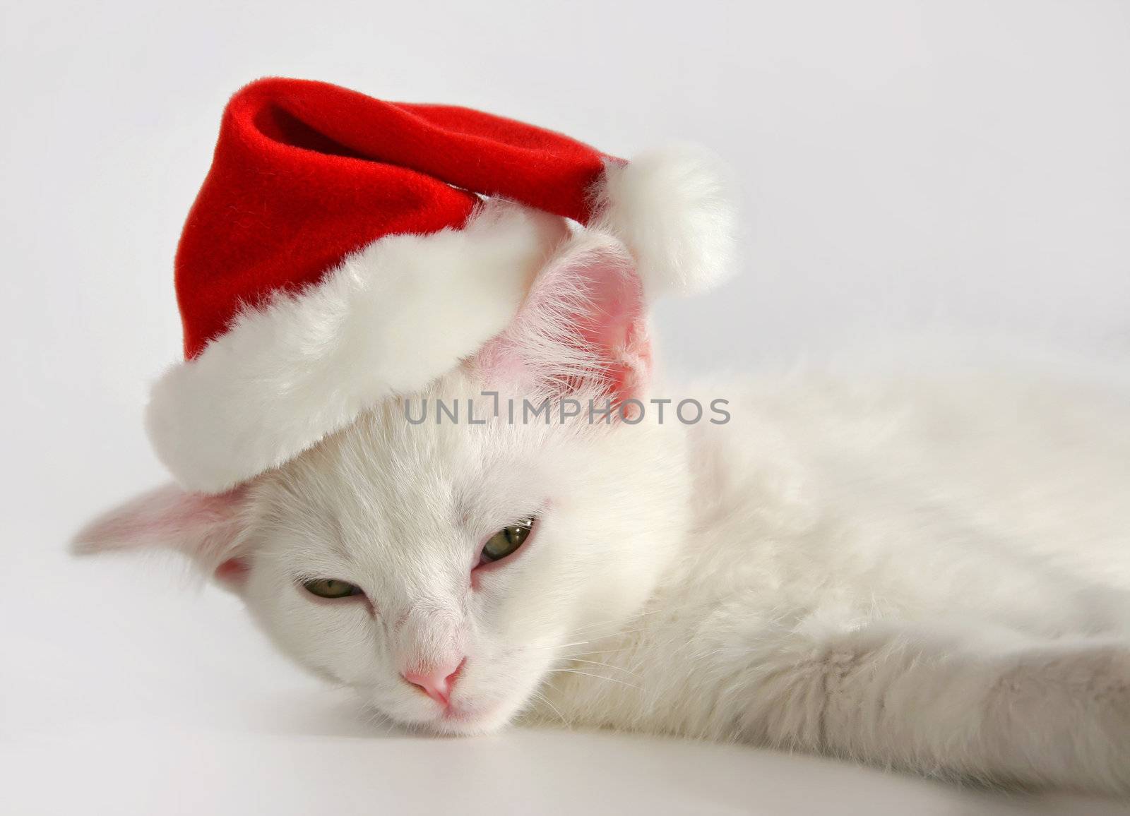 cute sleeping white kitten with christmas hat