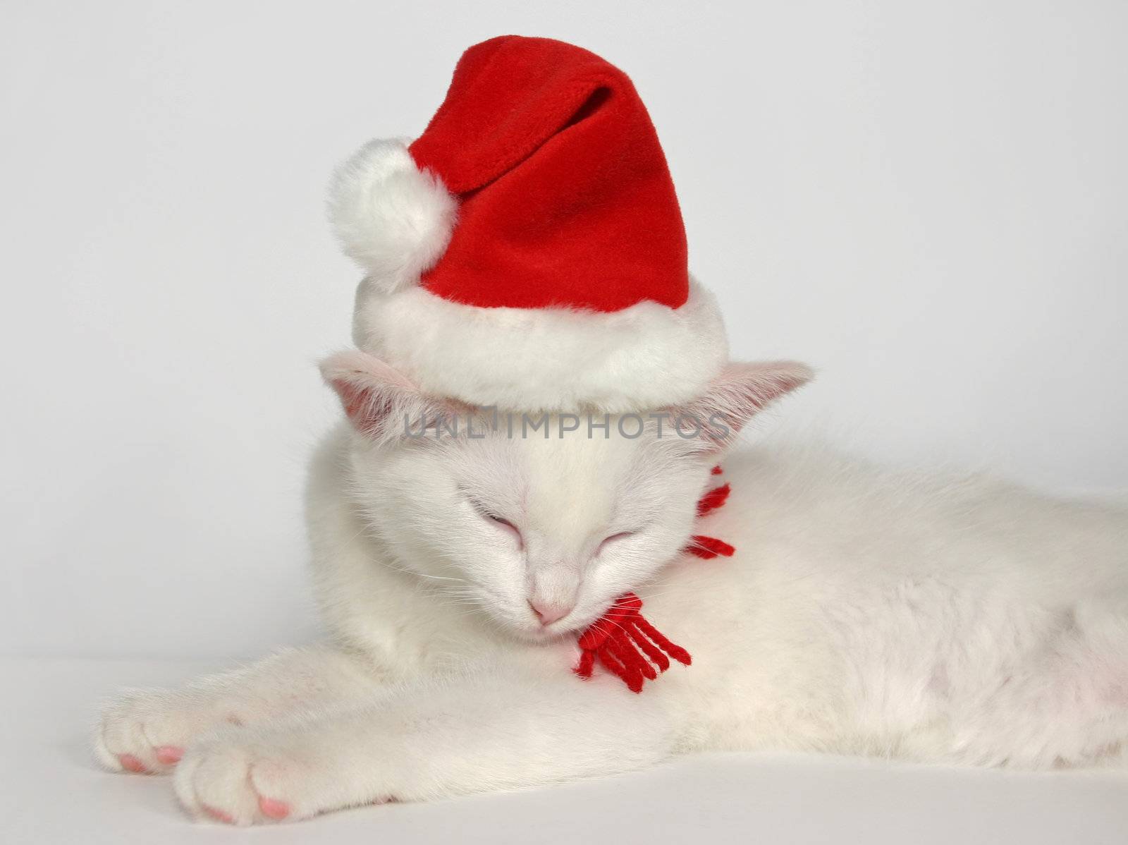 cute sleeping white kitten with christmas hat