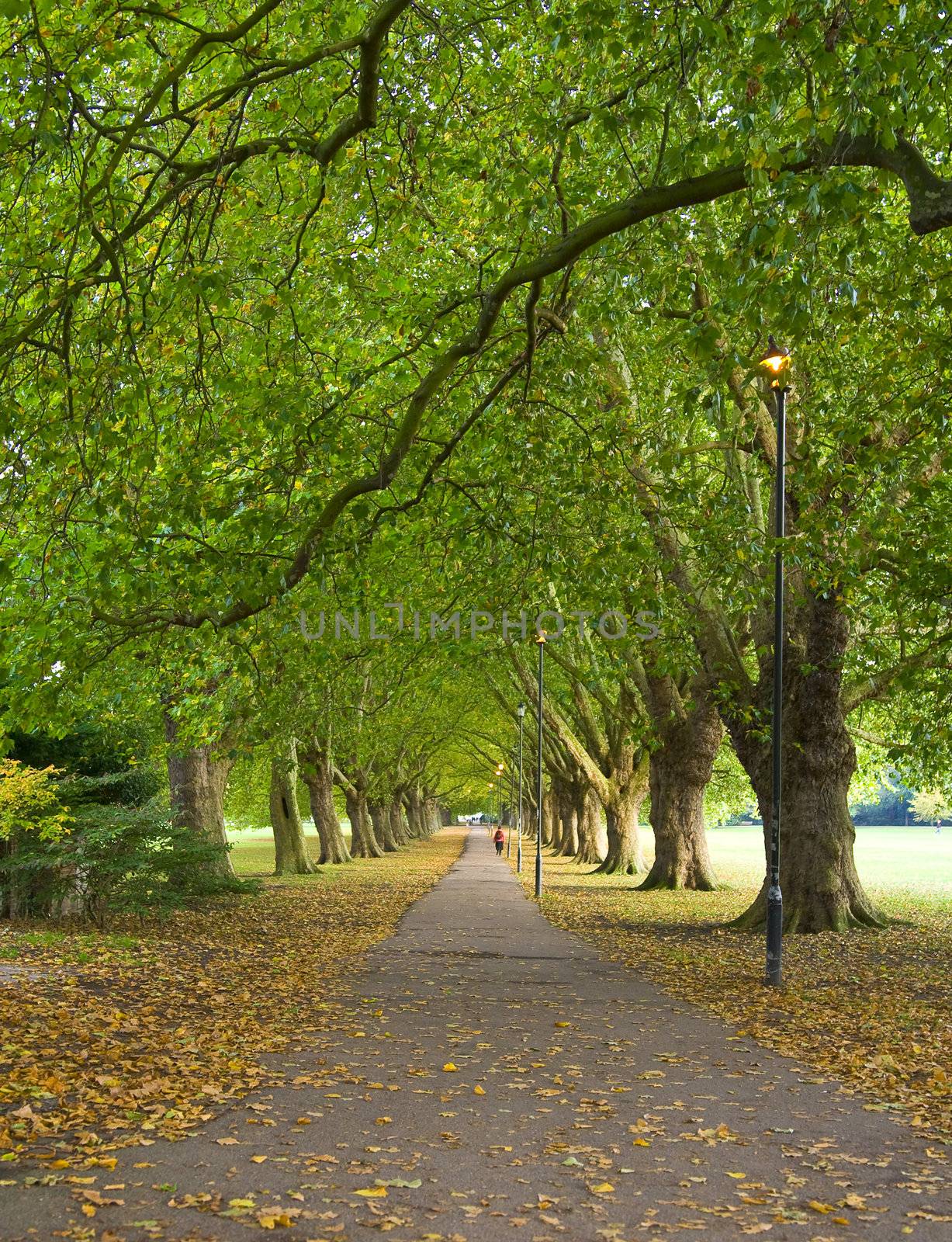A beatiful pathway under the trees of Cambridge.