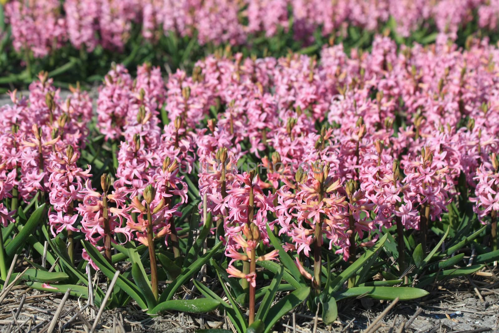 A fiield with pin hyacints in the Netherlands