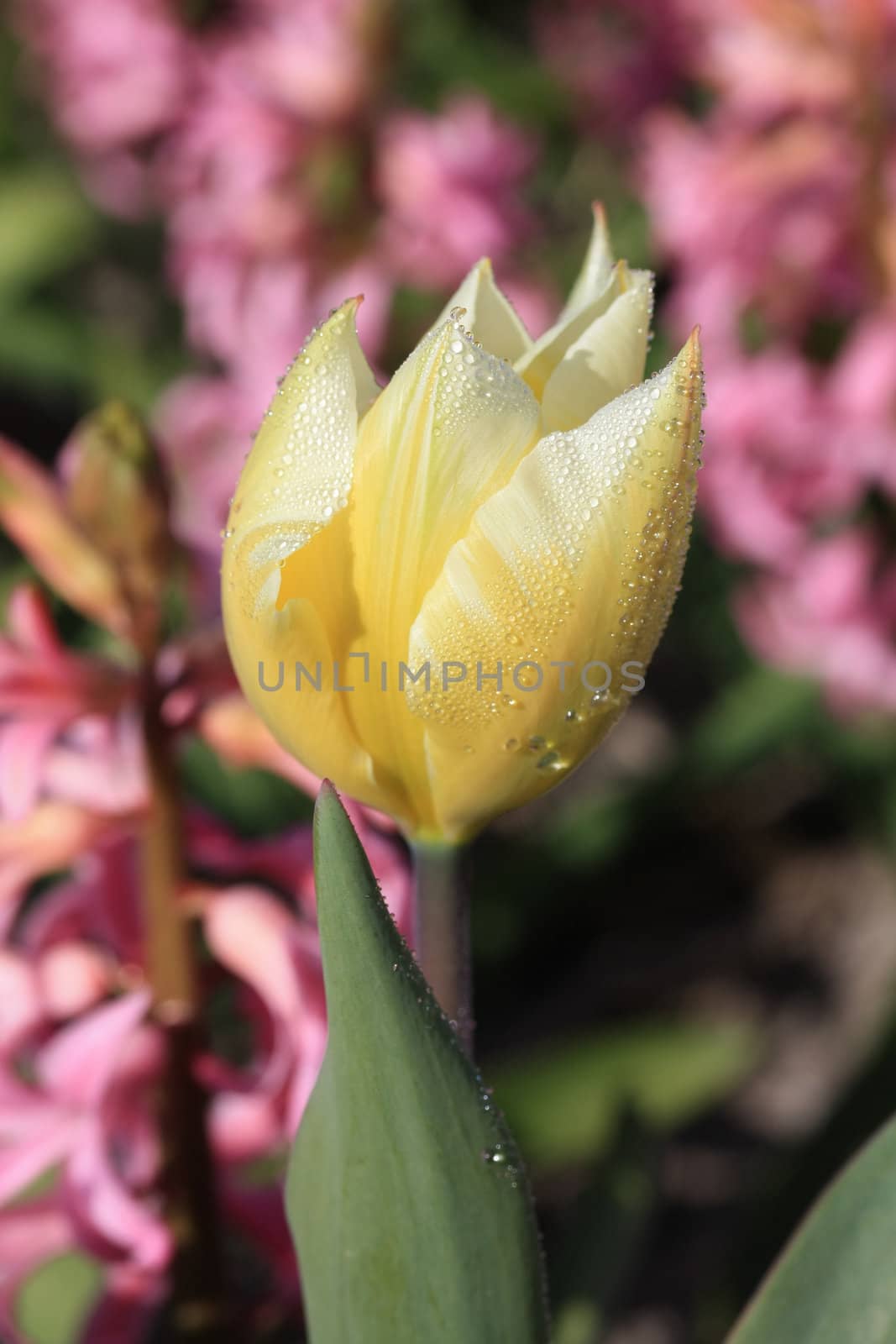 Dew drops on a yellow tulip by studioportosabbia