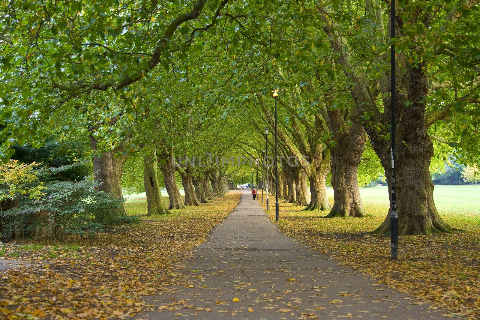 A beatiful pathway under the trees of Cambridge.