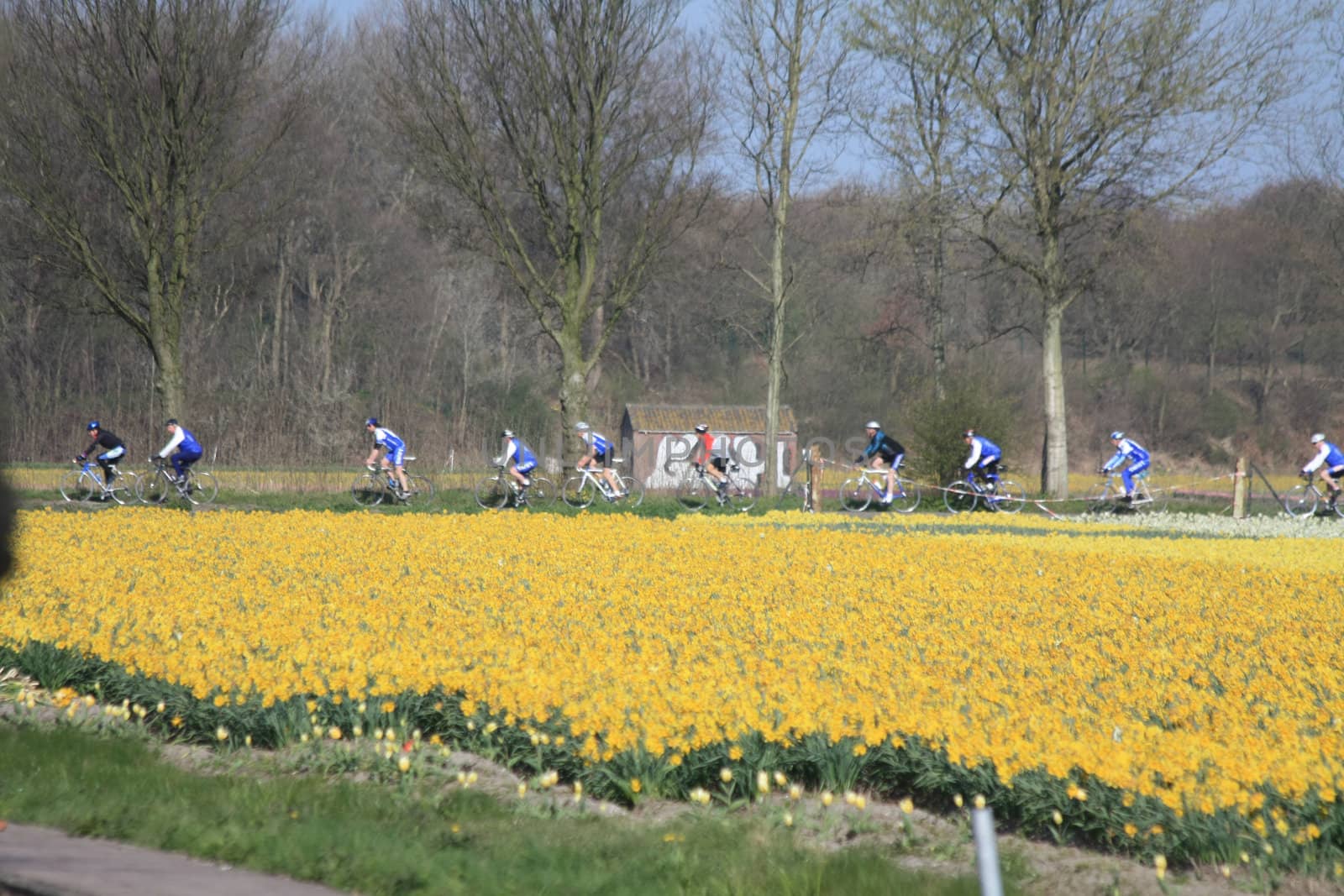 Cyclists in a field with daffodils by studioportosabbia