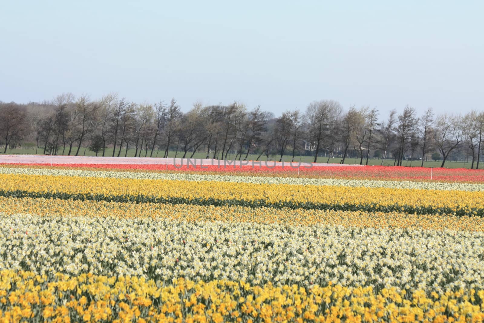 Dutch floral industry, fields with yellow daffodils