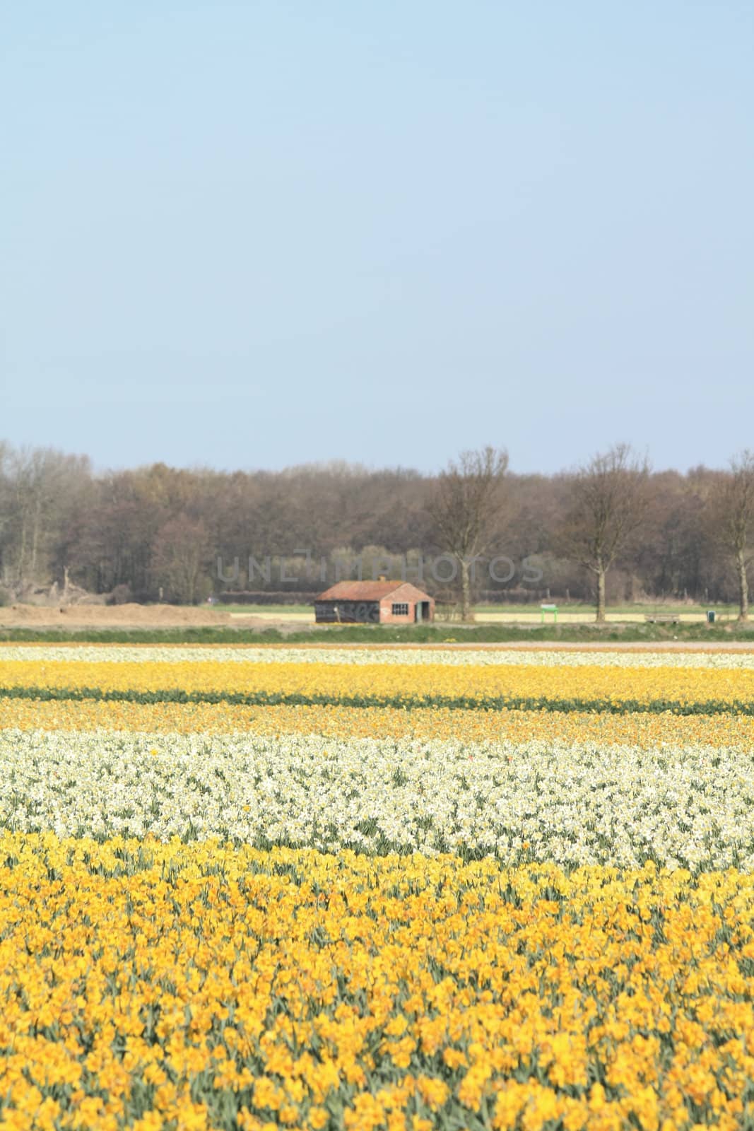 Fields with yellow daffodils and a small shed for bulb storage