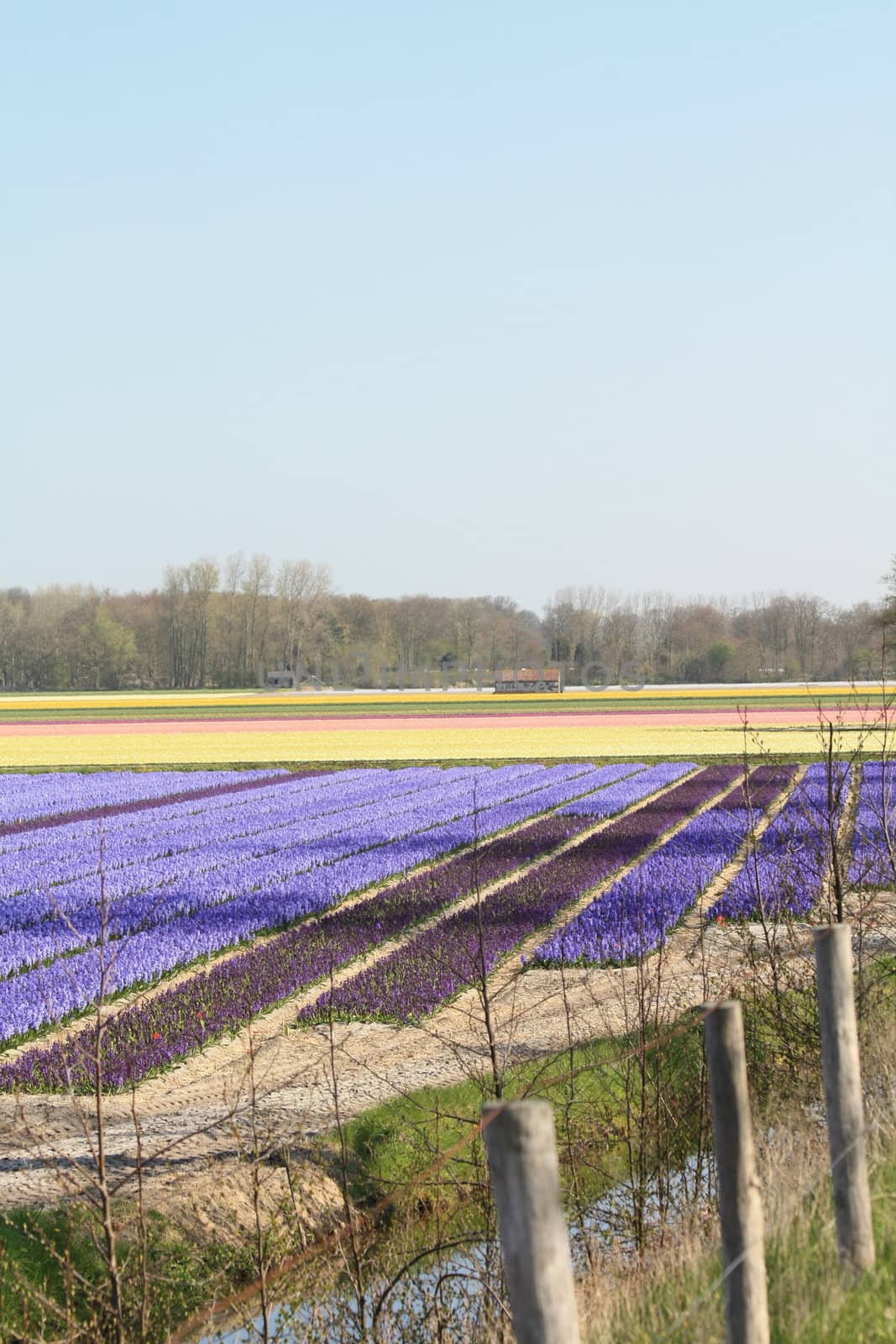 floral industry in the Netherlands: field with  hyacints