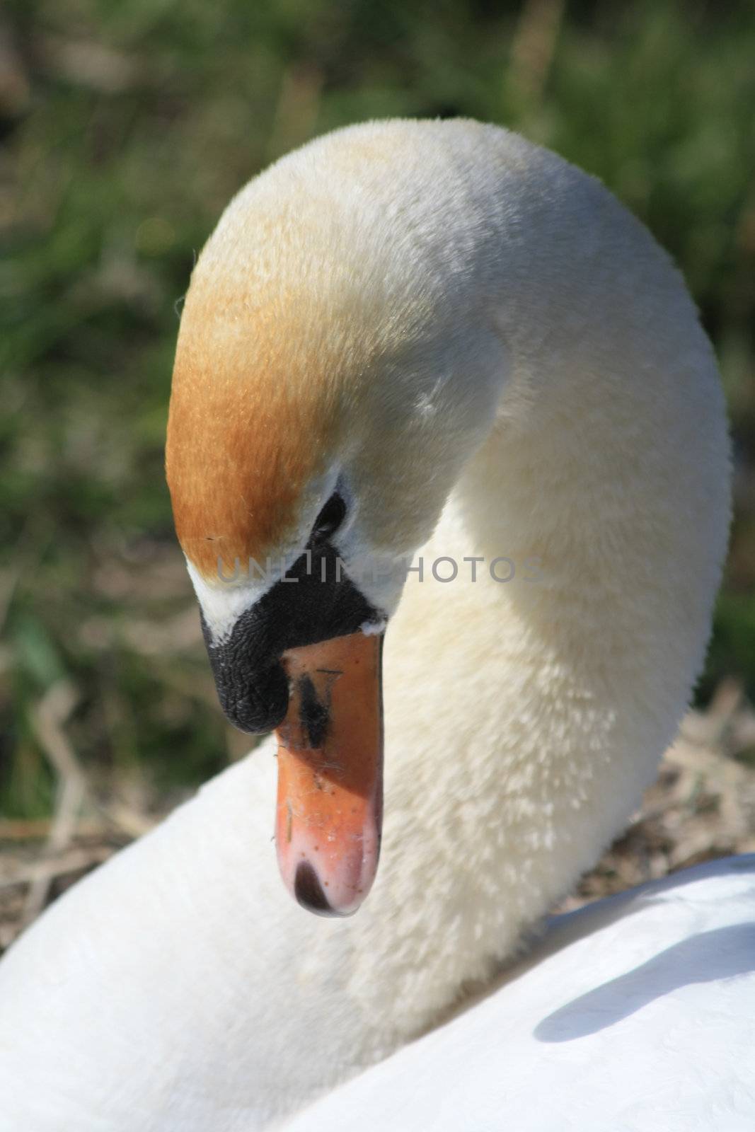 Swan close up by studioportosabbia