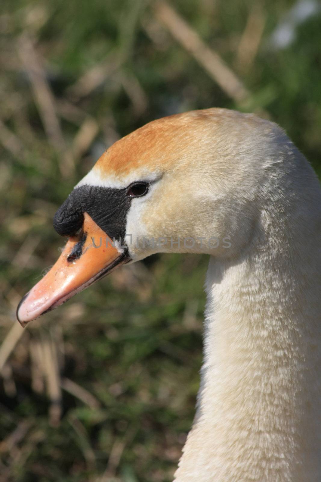 Swan portrait by studioportosabbia