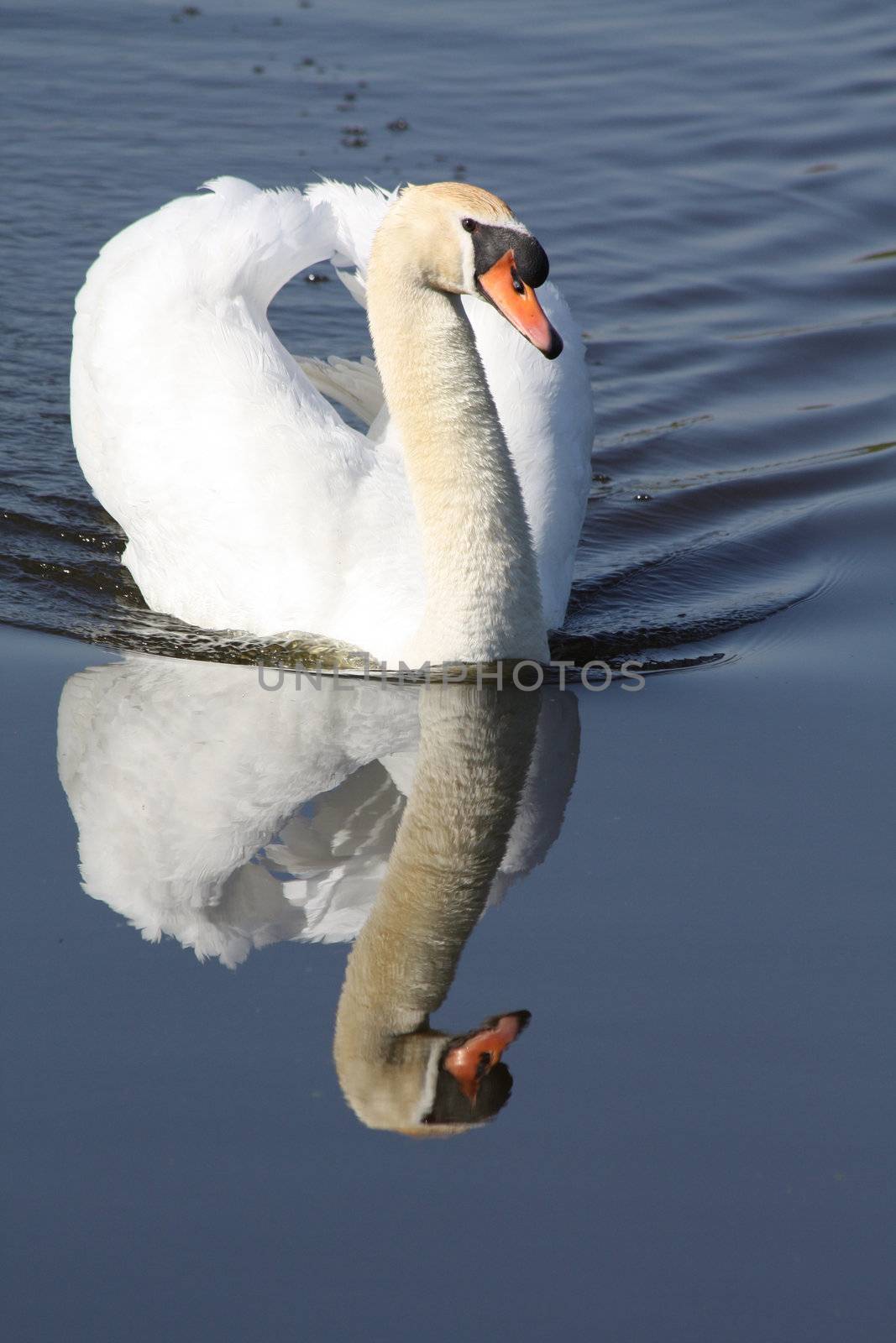 A Swan, floating over water with a perfect reflection