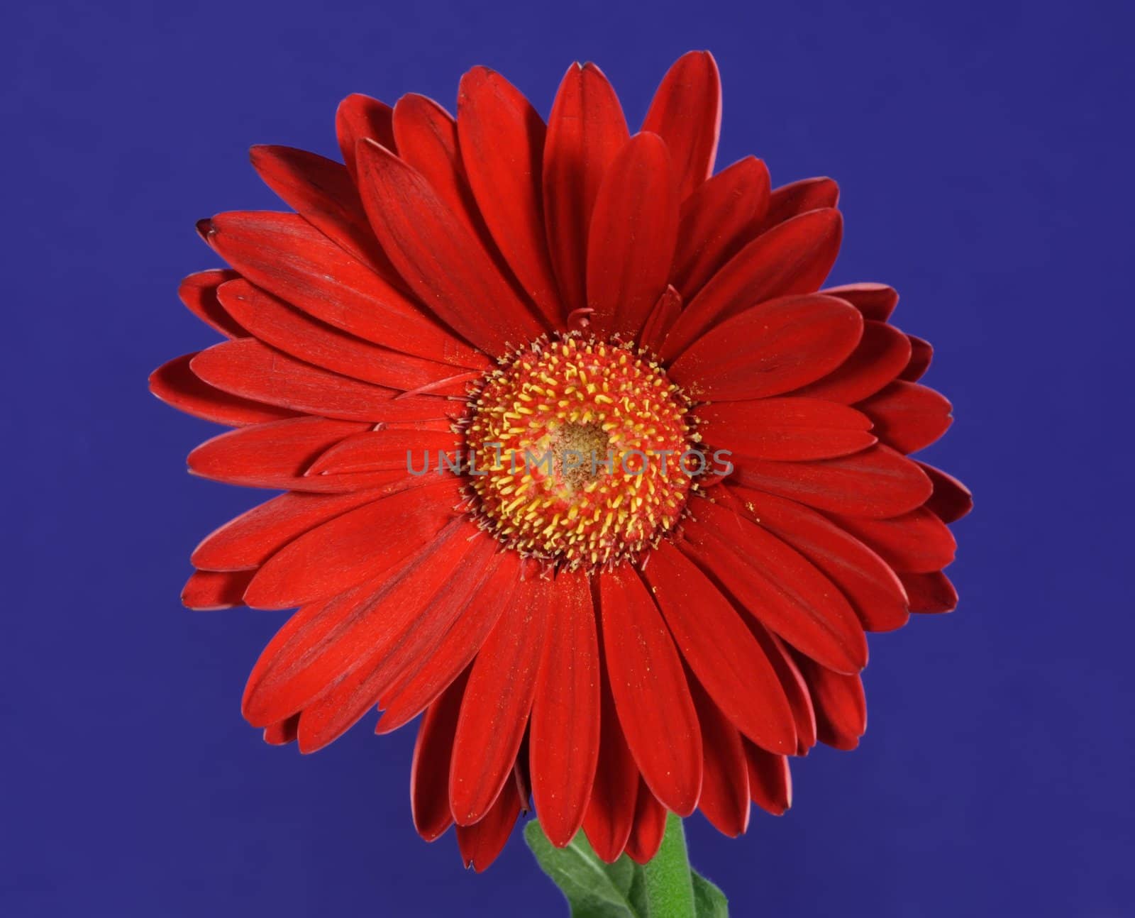 red gerbera on blue background