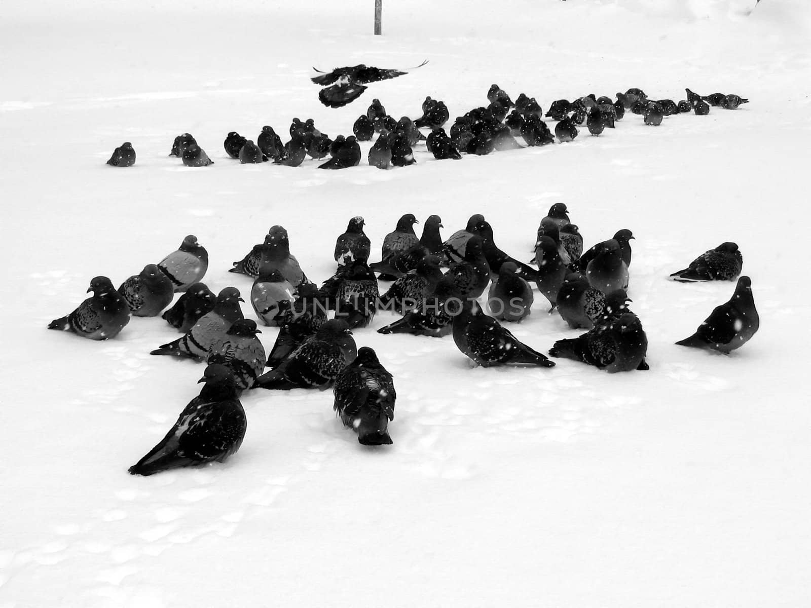 A lot of gray pigeons on a snow background