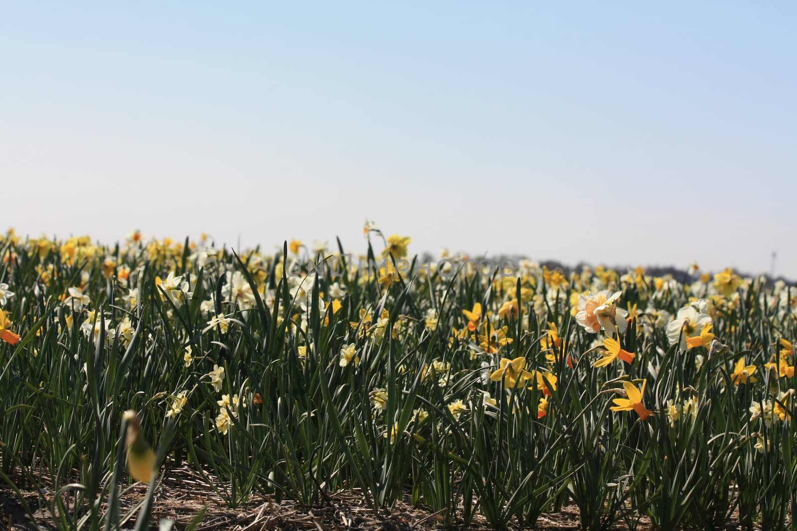 Mixed daffodils, white and yellow, growing on a field