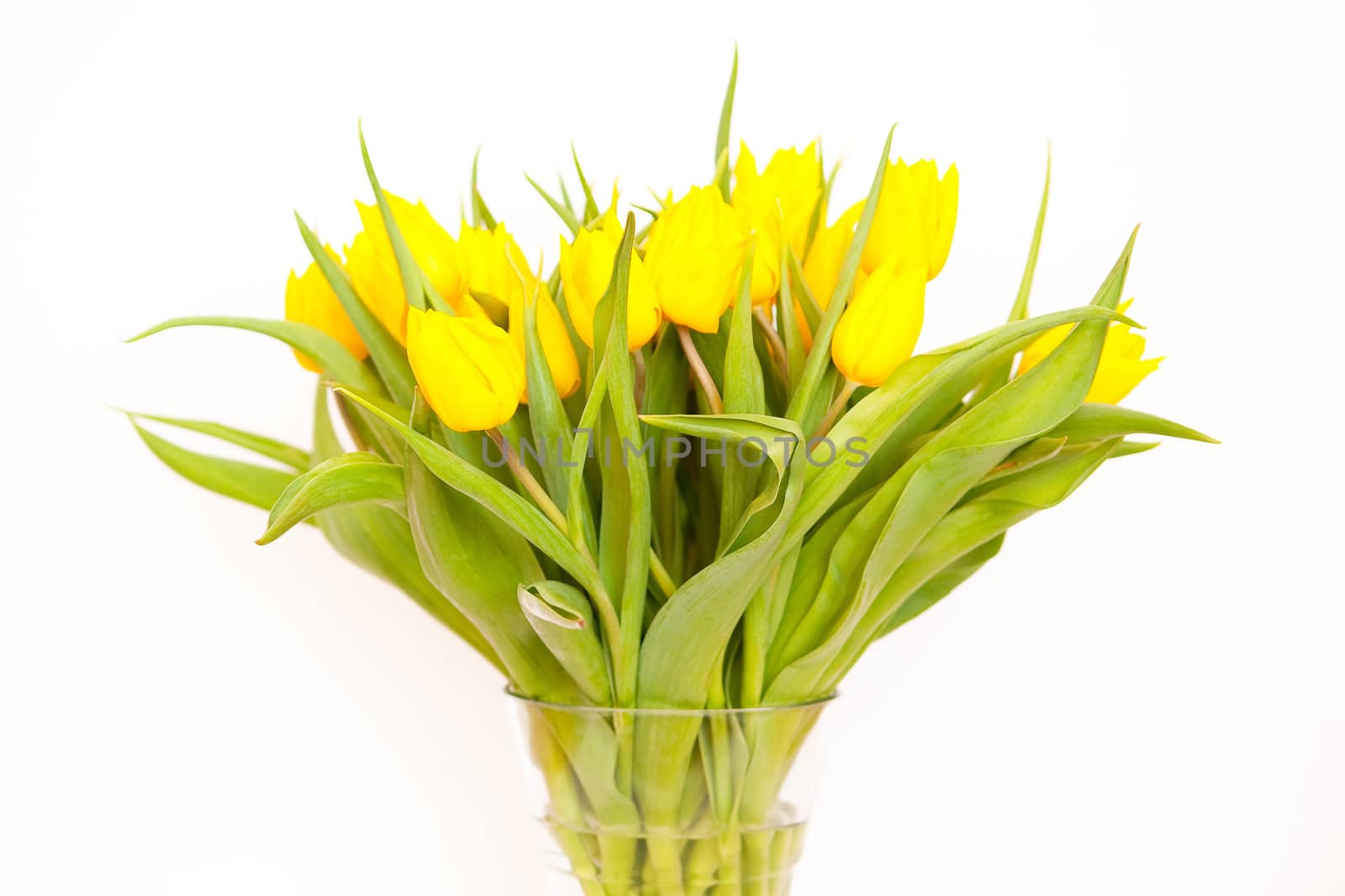 Yellow tulips in the glass vase