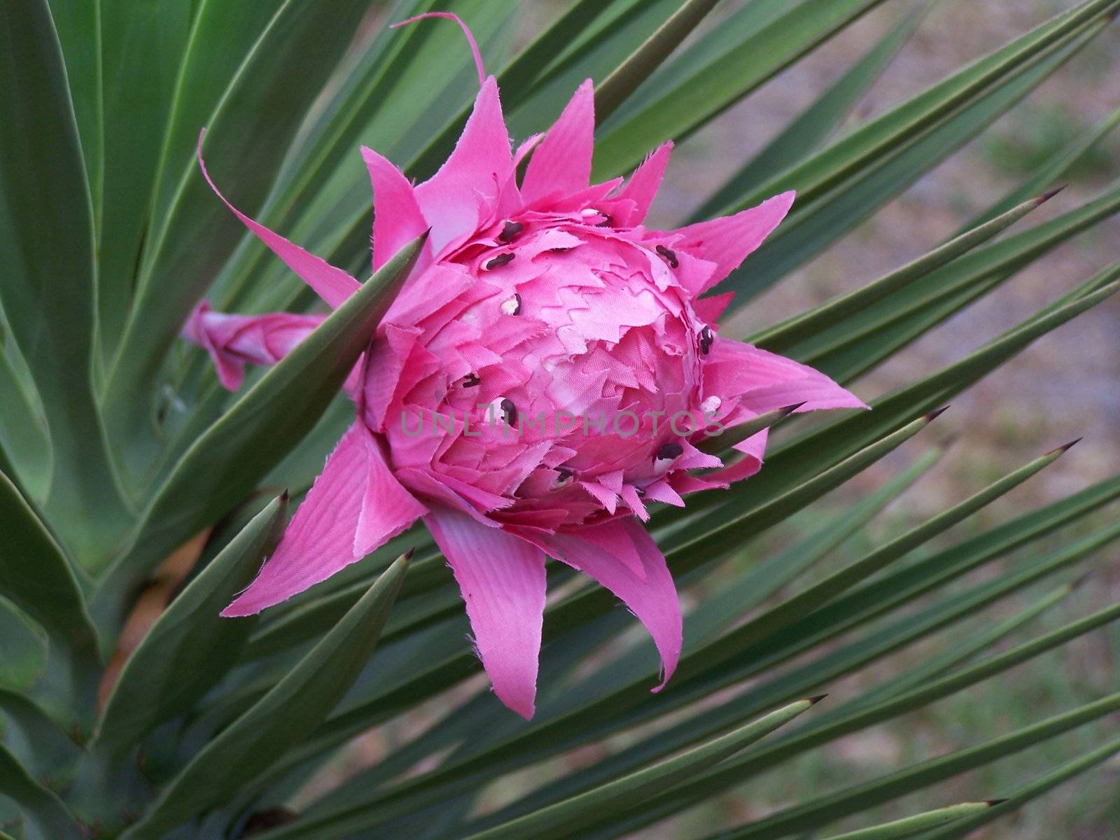 I am 41 years old and have had plants around me in one way shape or form especially while employed as a landscaper and have never seen a Spanish bayonet bloom until now!