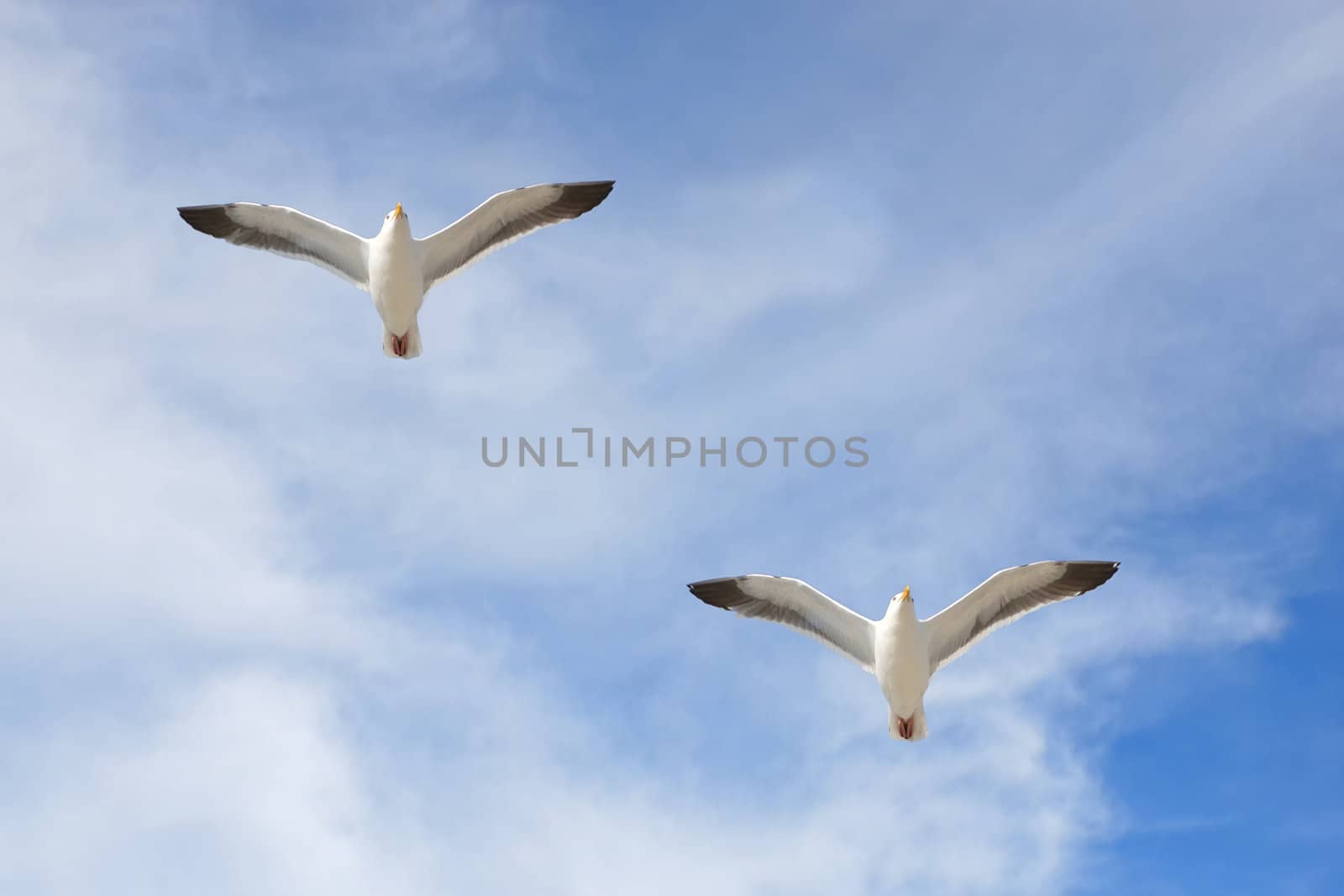 Pair of seagulls soaring against blue sky and thin clouds.